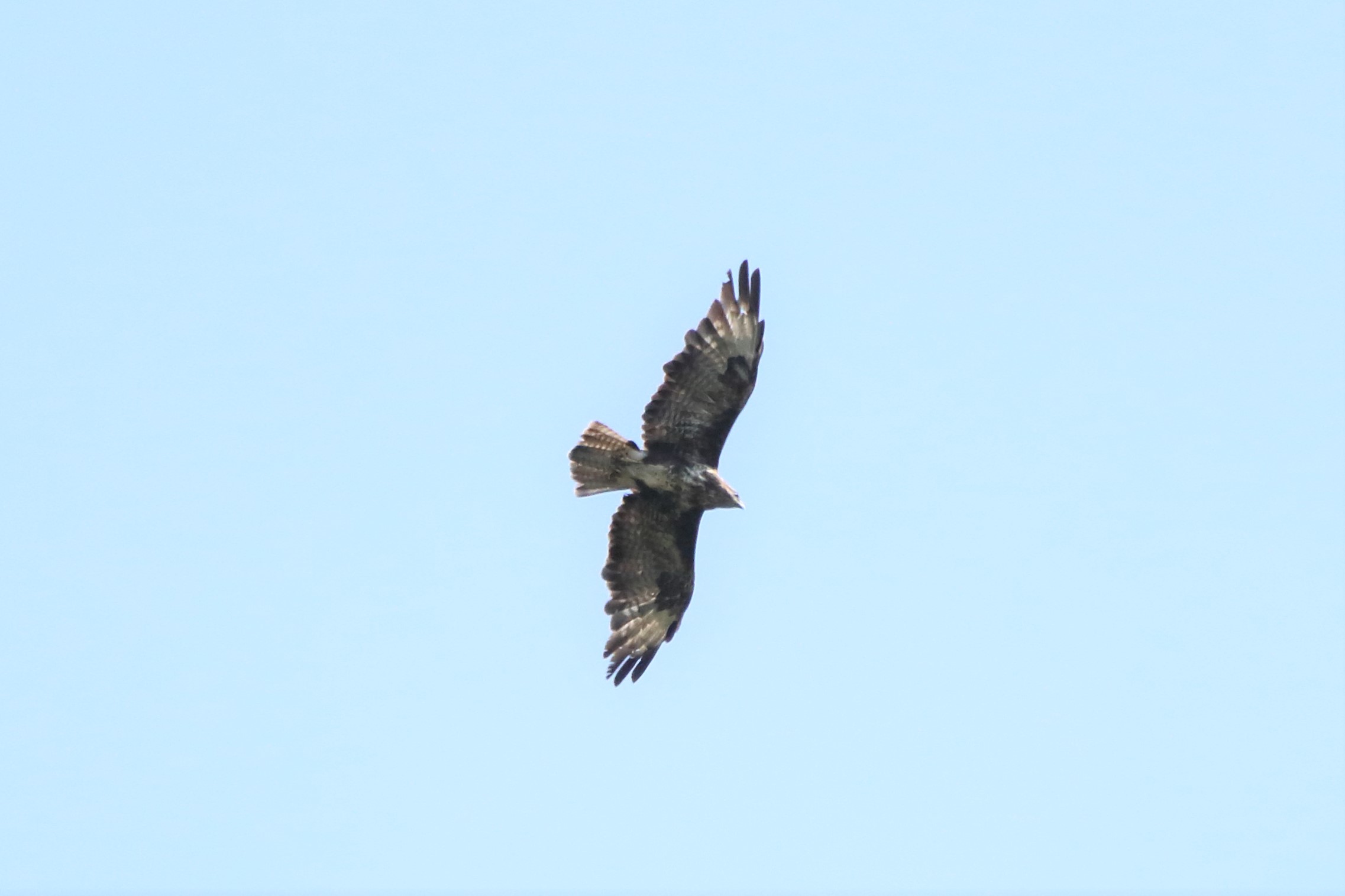 Buzzard