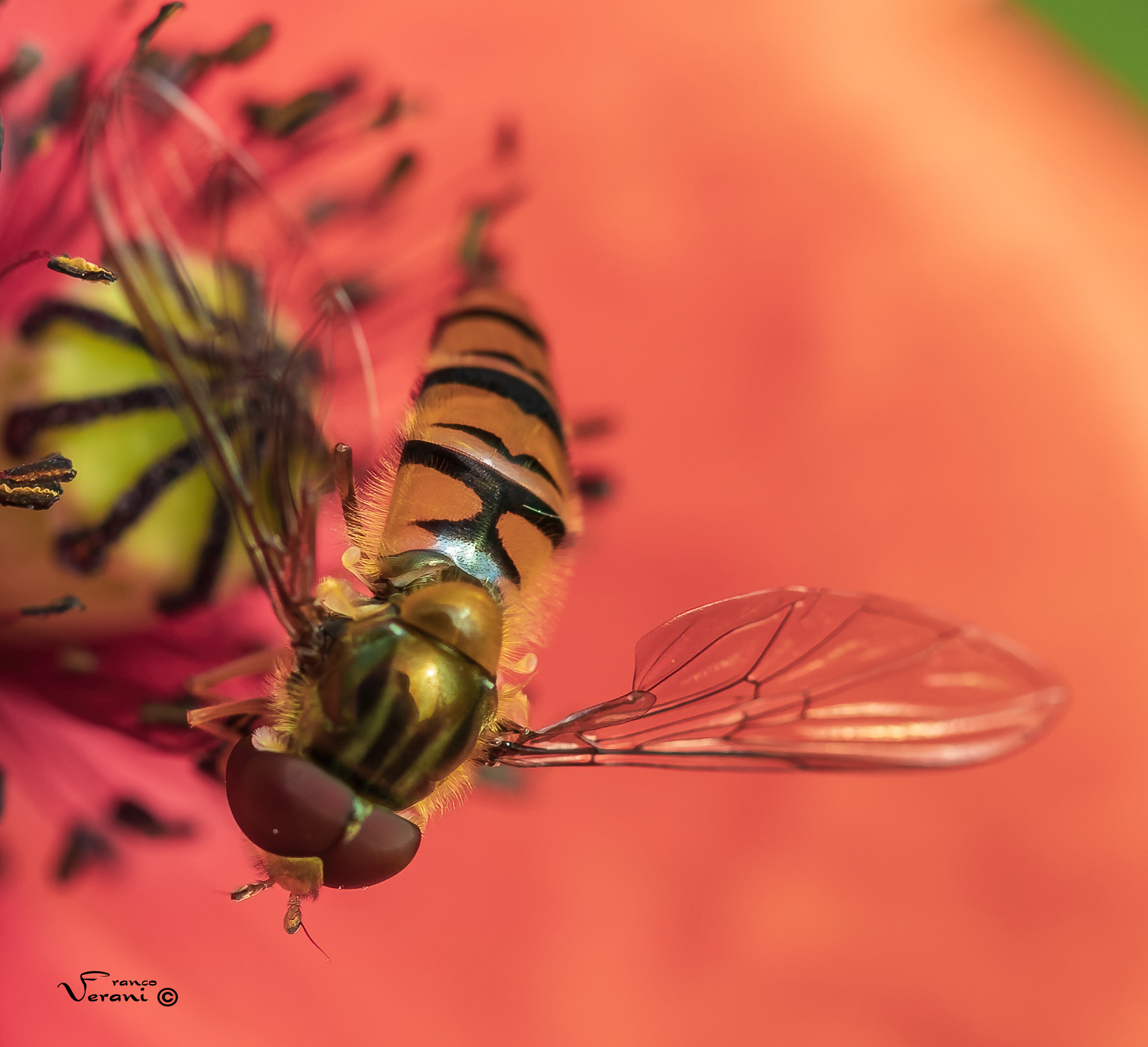 Bee