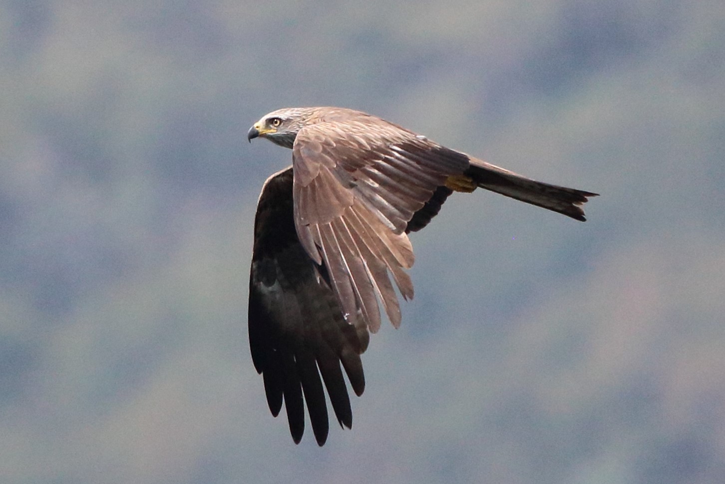 Nibbio bruno luglio 2020