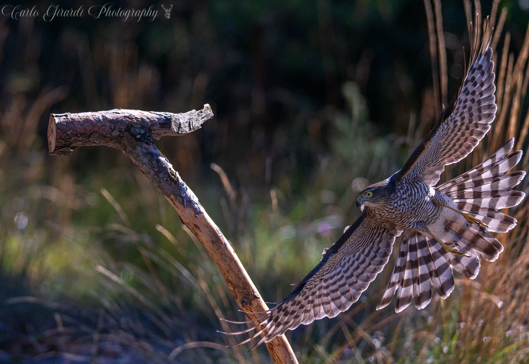 Sparrowhawk.