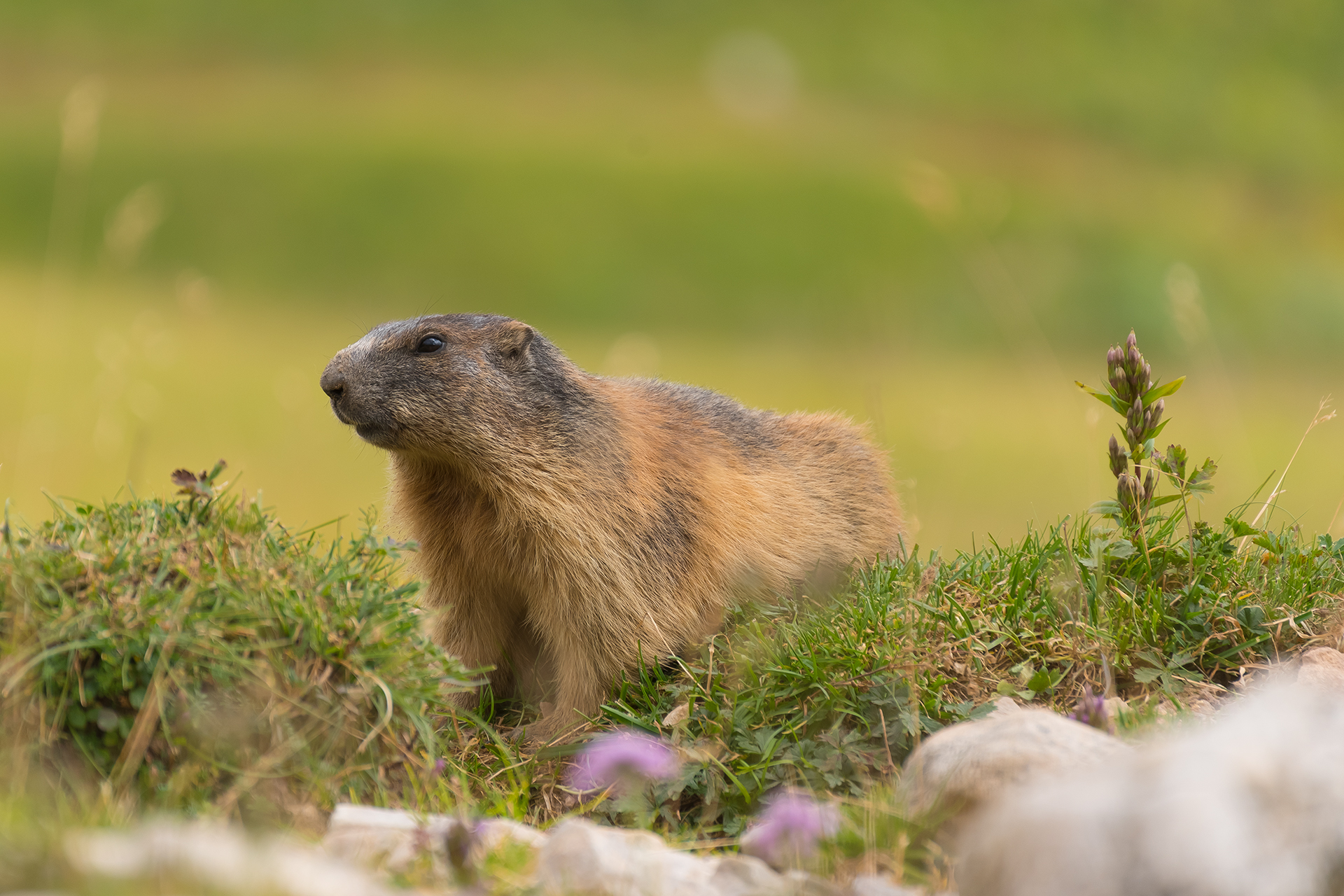 European Marmot