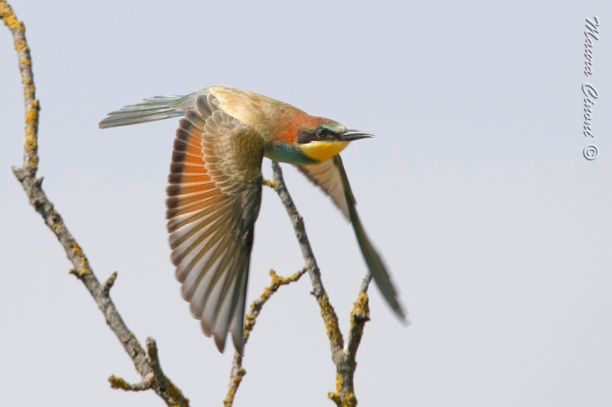 Gruccione Juv. Il volo