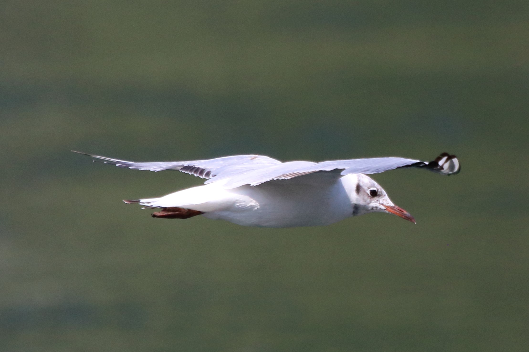 Land gull