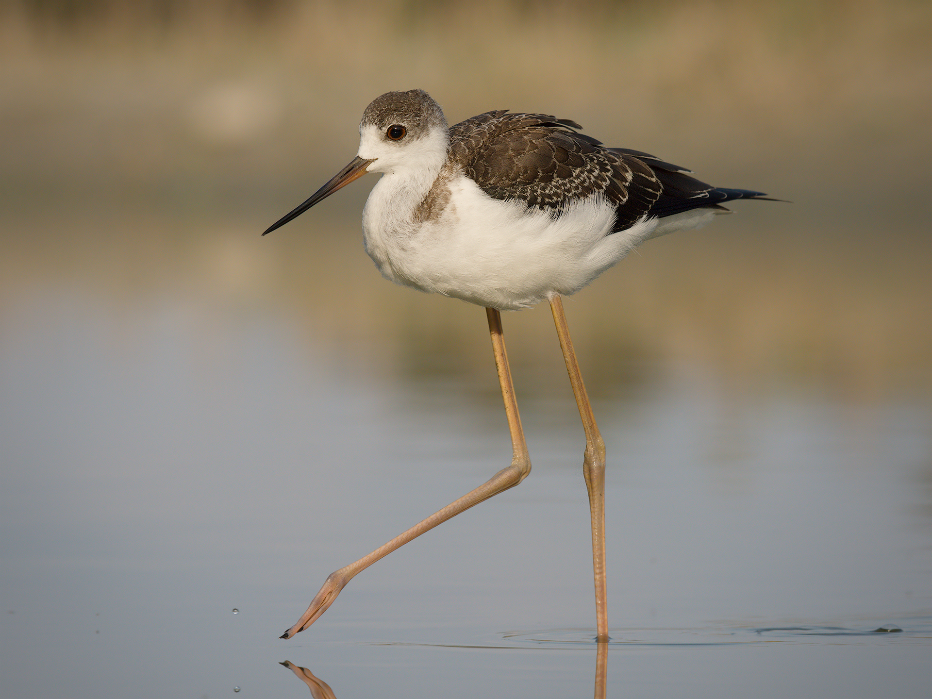 Young Knight of Italy