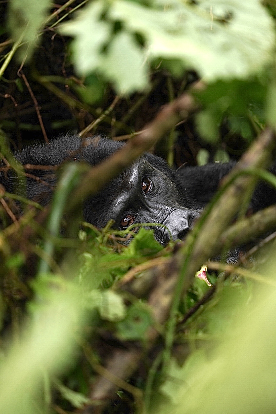 Gorilla