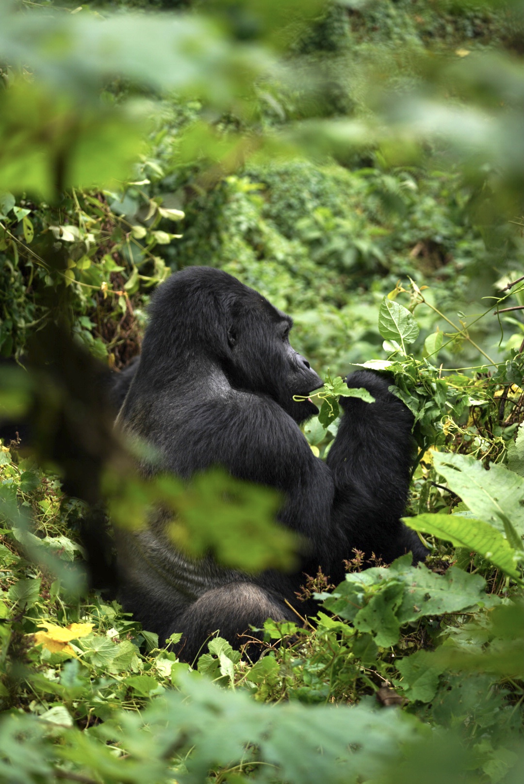 Silverback