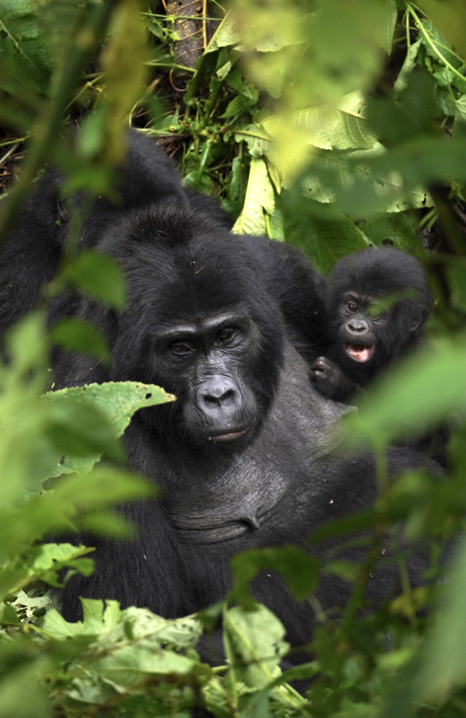 Gorilla mother and son
