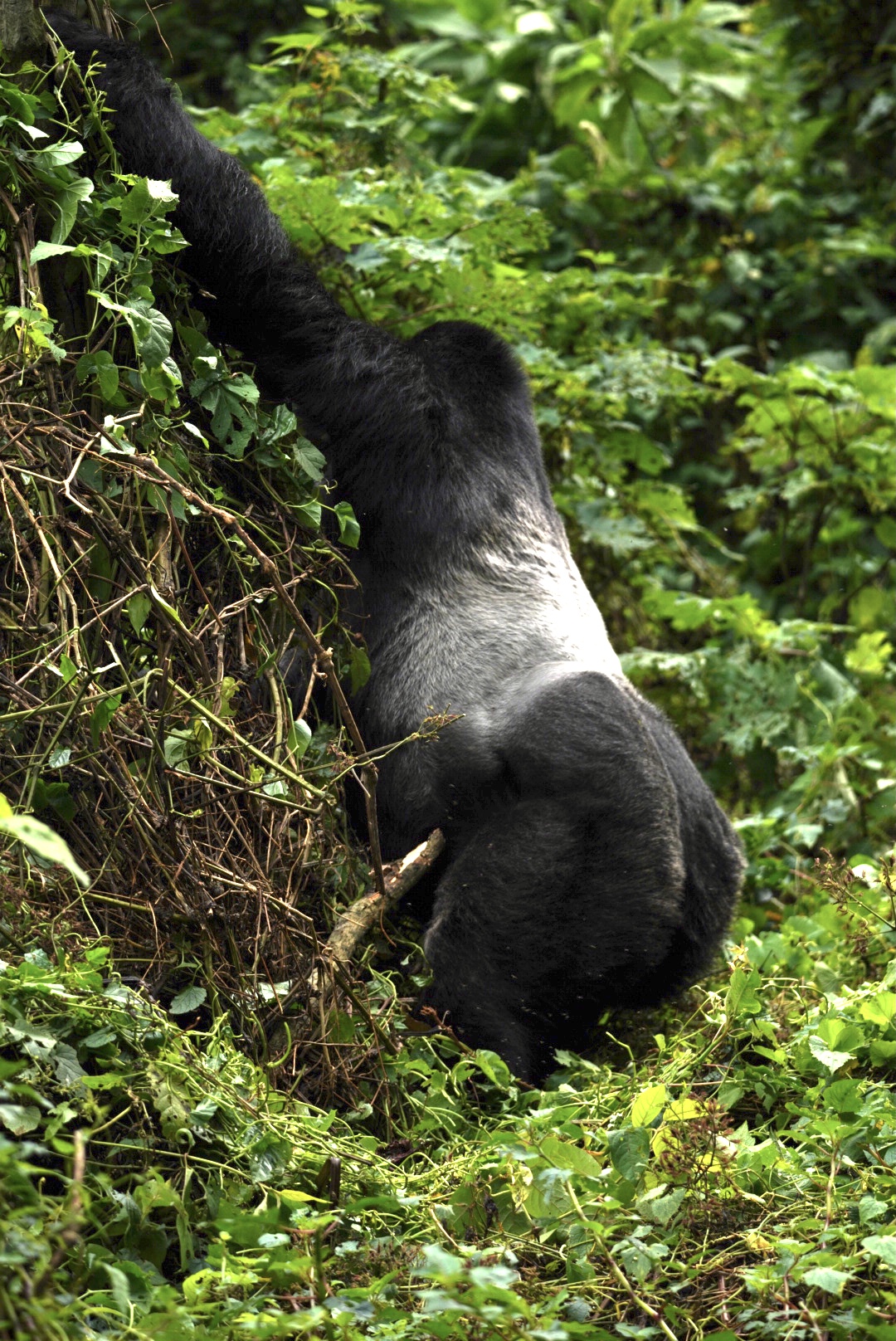 Silverback gorilla