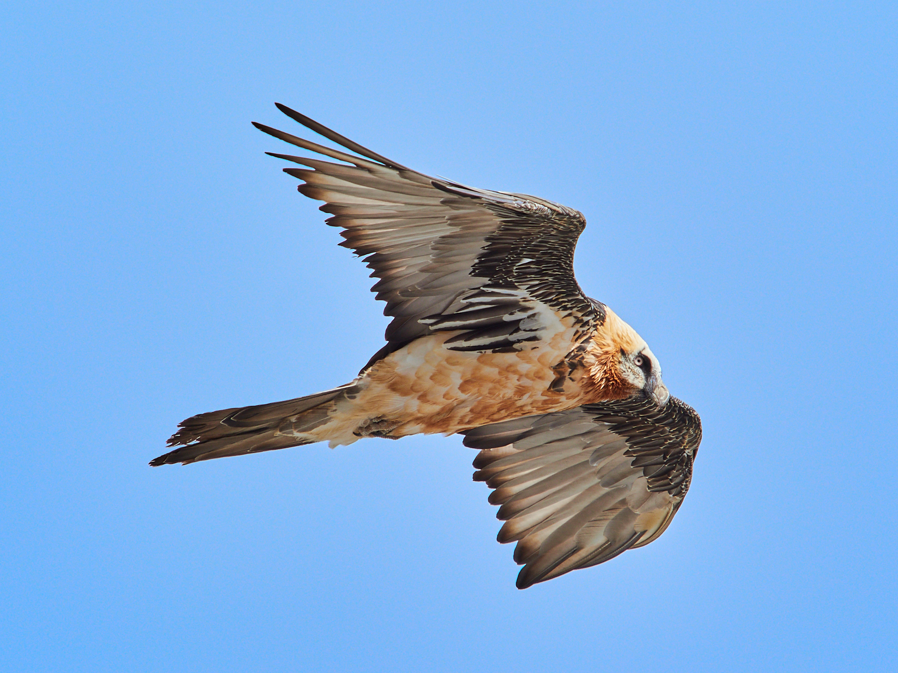 Bearded Vulture