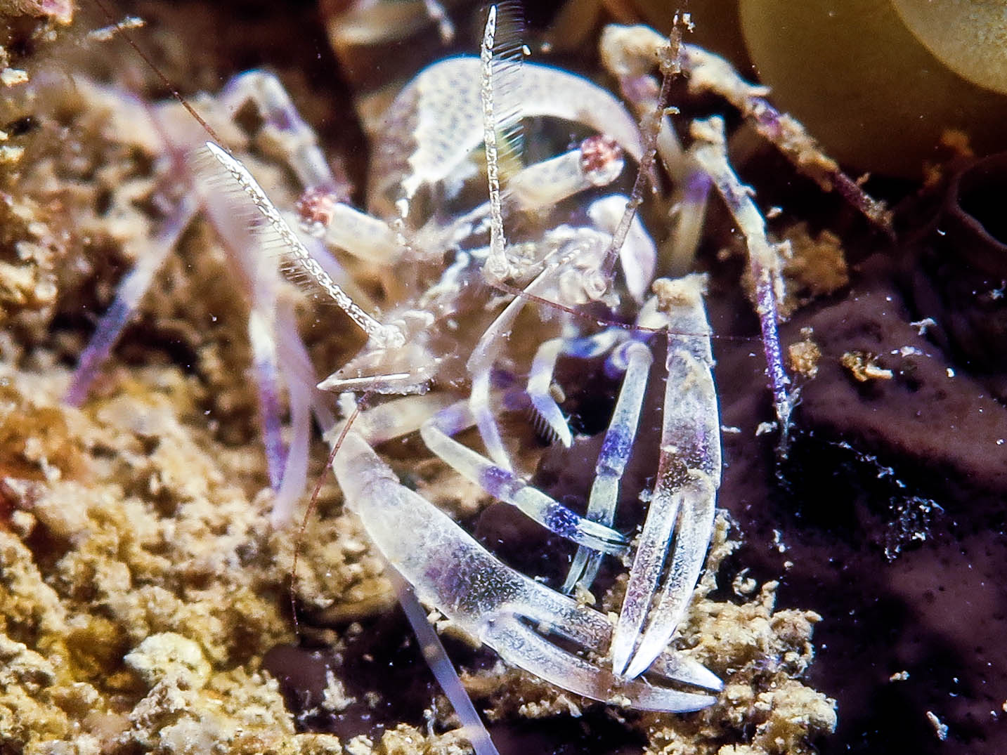 Ghost shrimp
