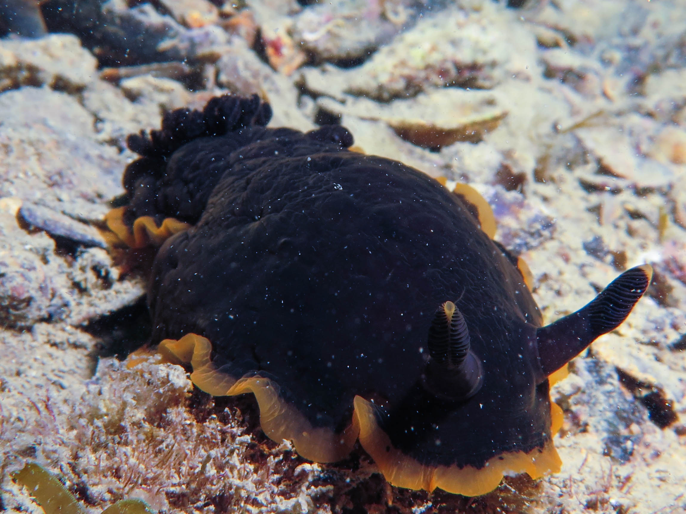 Dendrodoris limbata