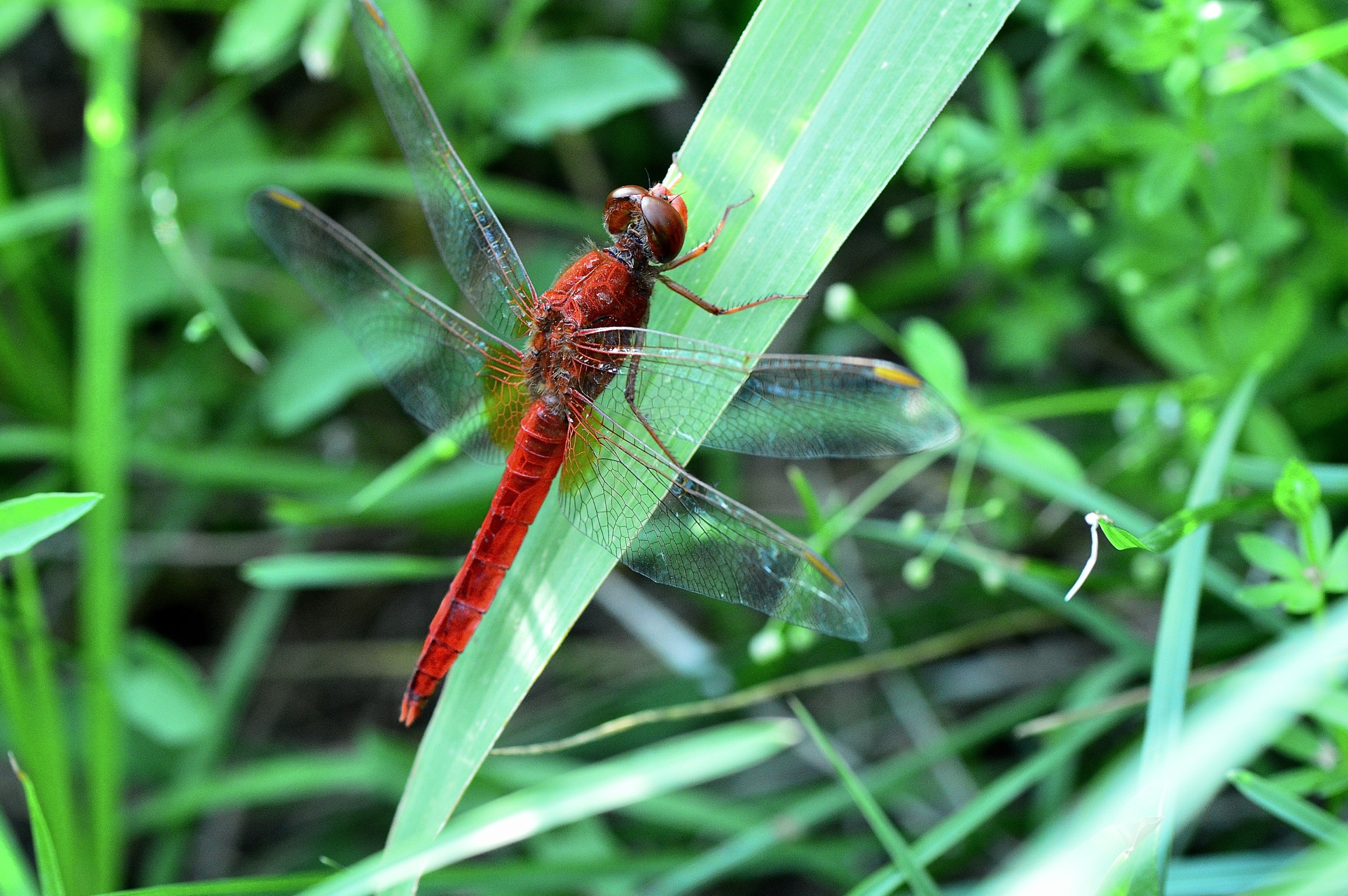 Red dragonfly