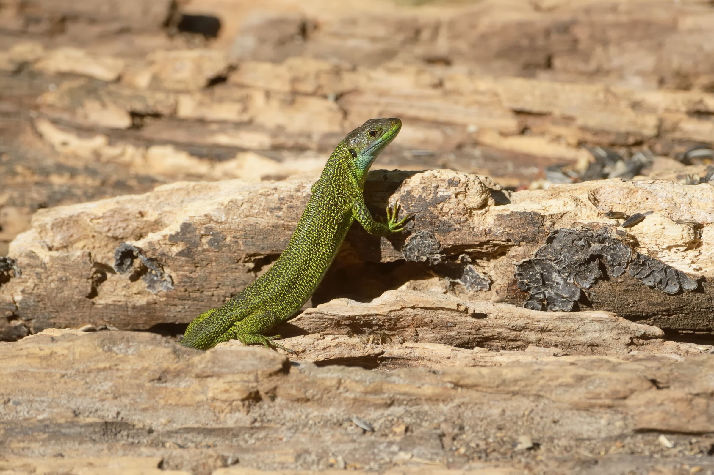 Green lizard