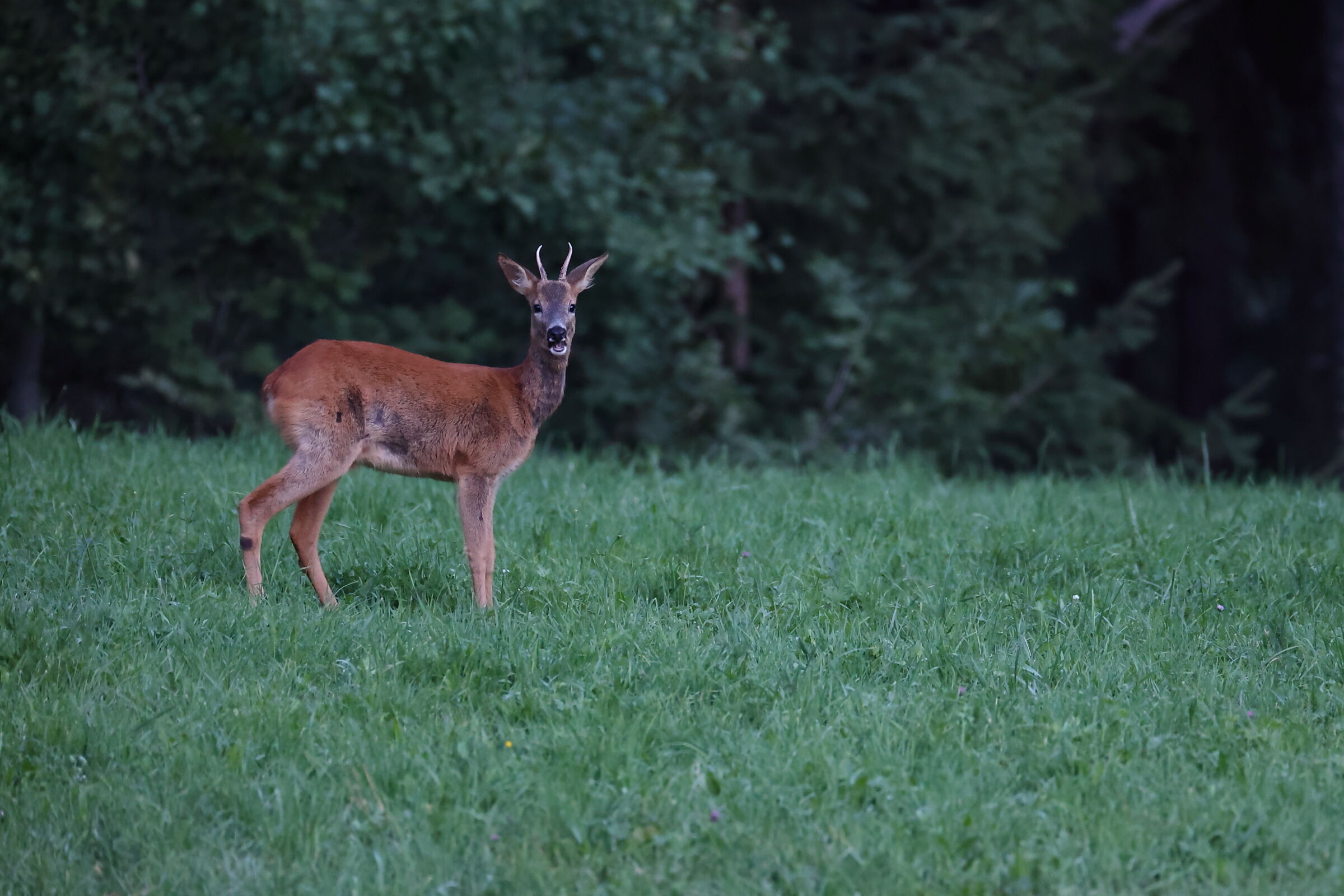Roe deer