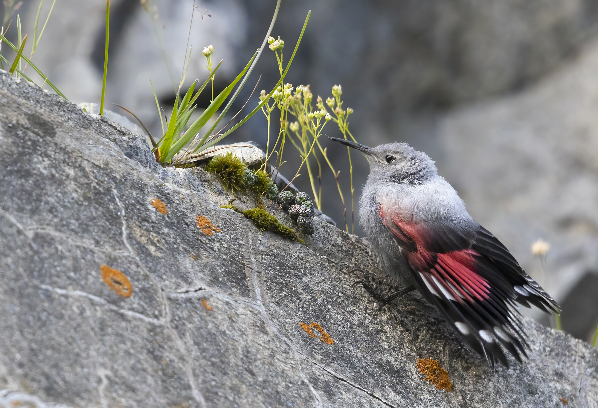 risalendo la china, picchio muraiolo