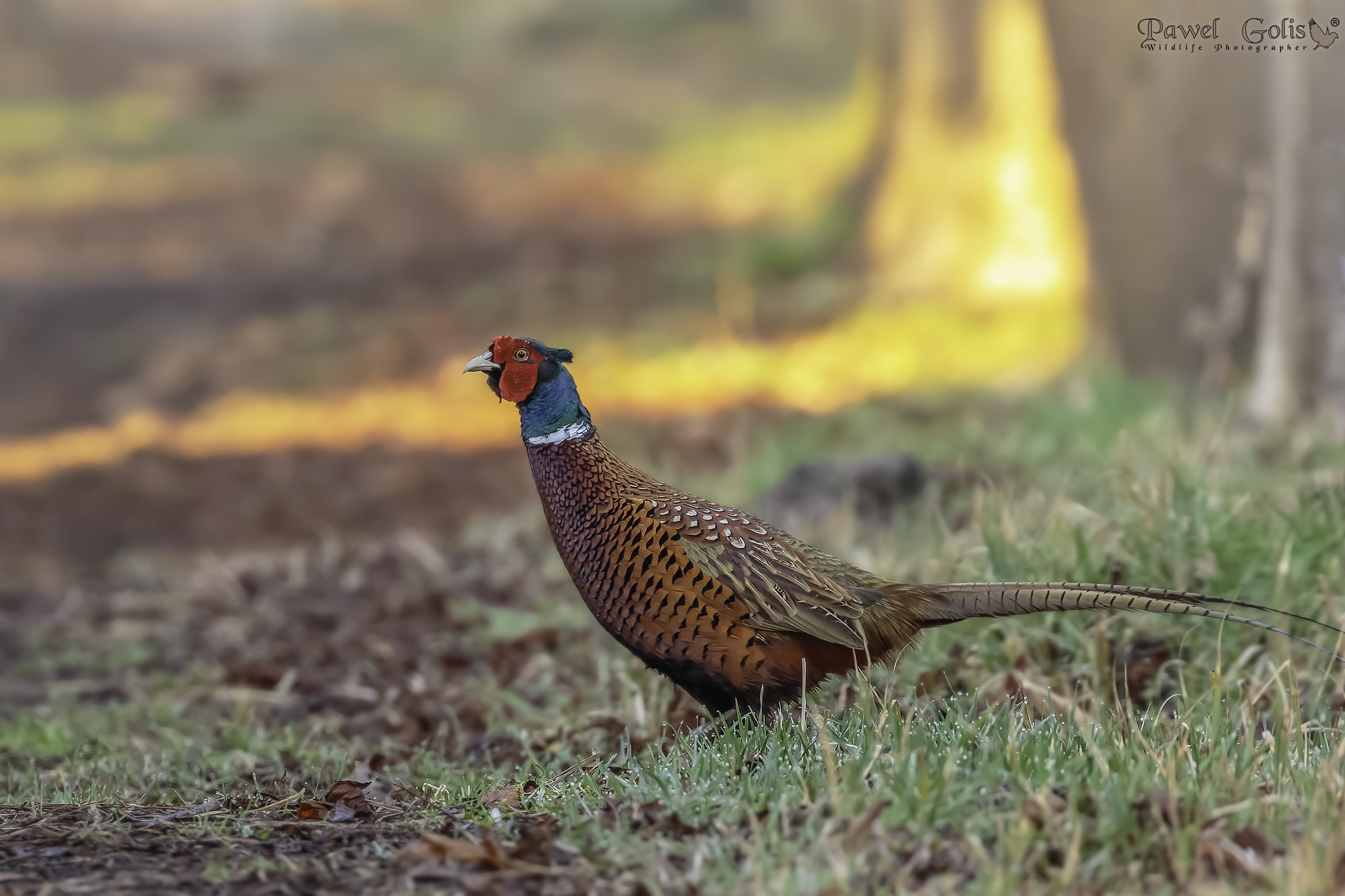 Fagiano comune (Phasianus colchicus)