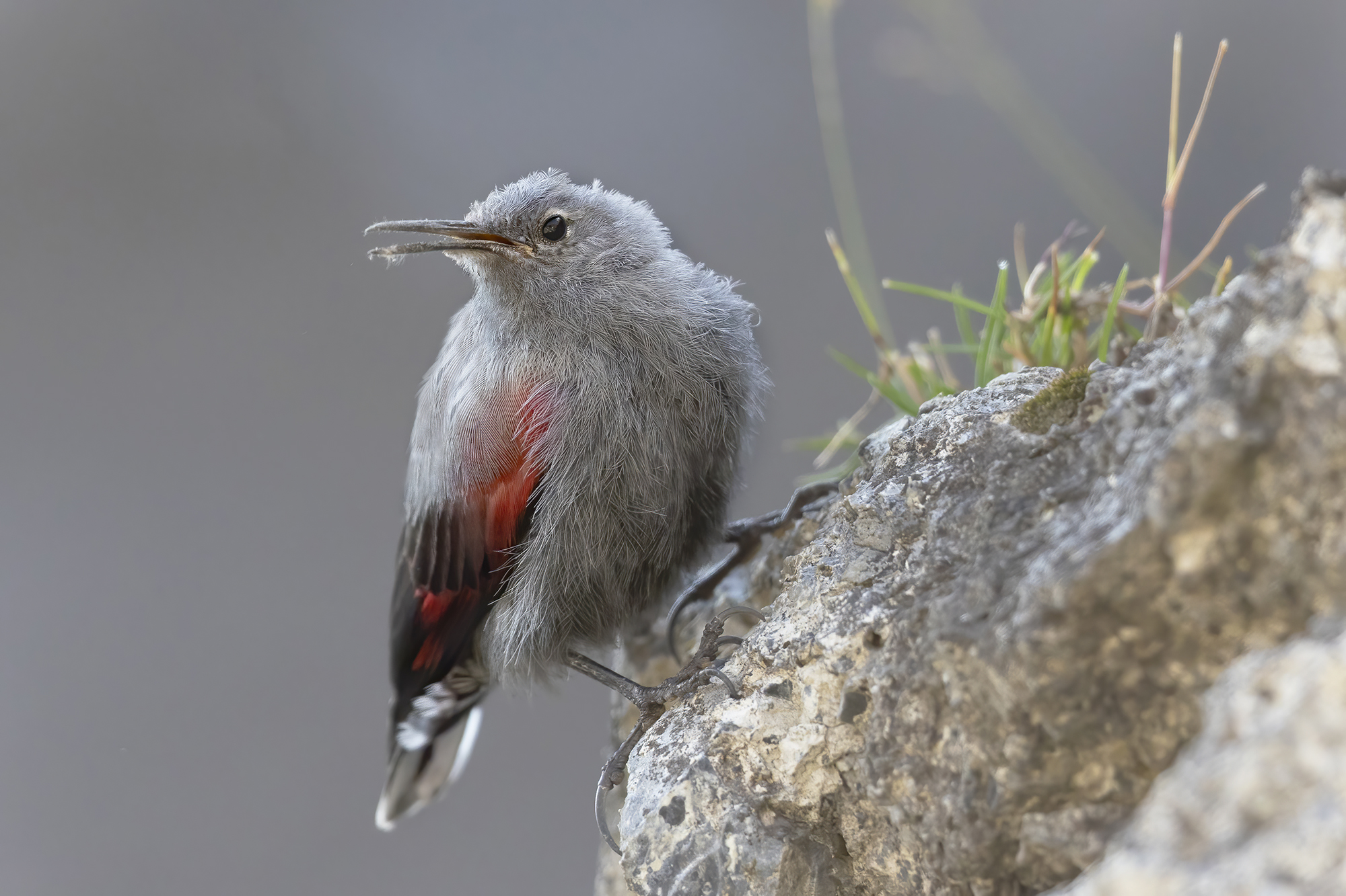 di profilo, picchio muraiolo