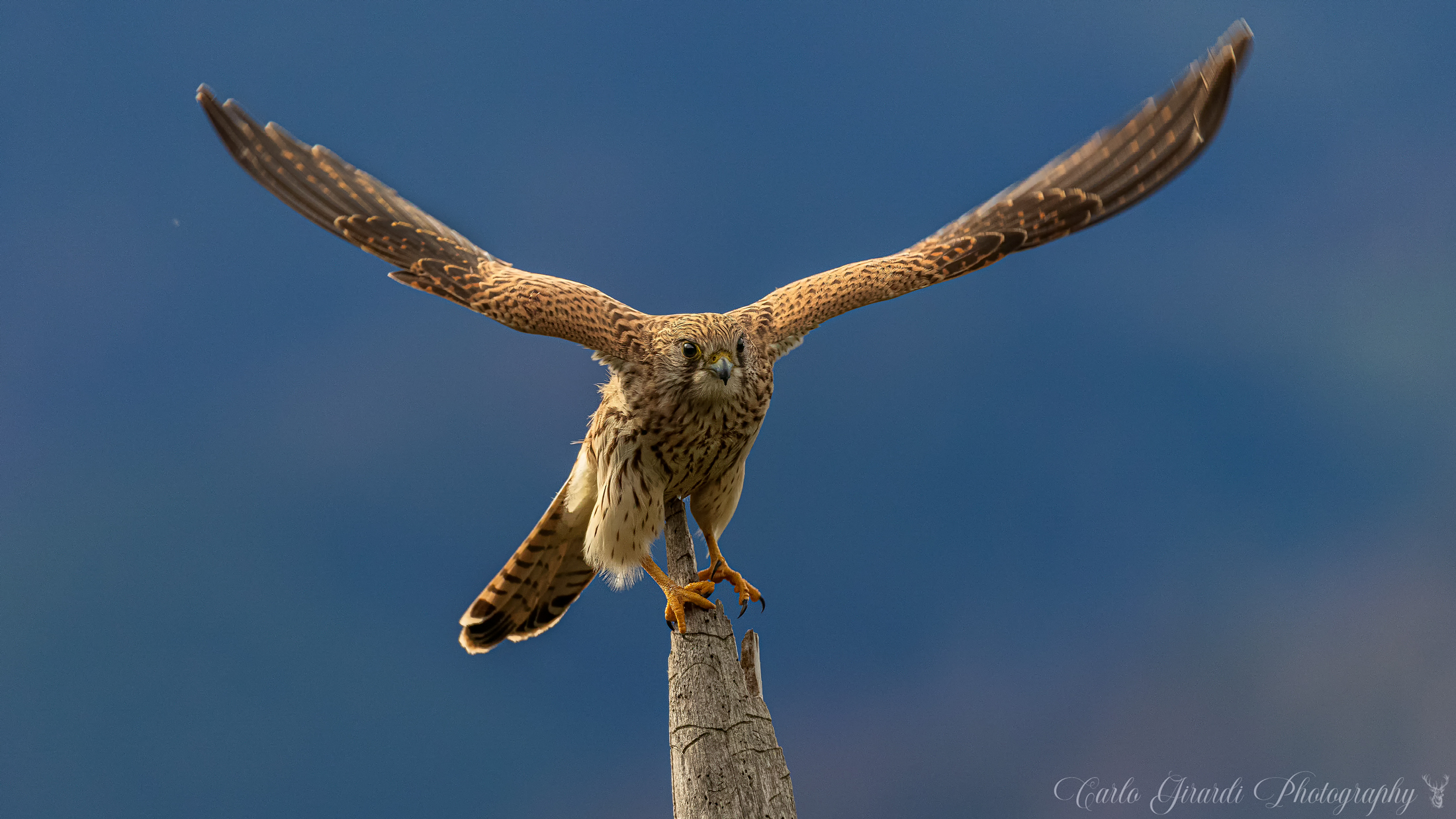 Kestrel