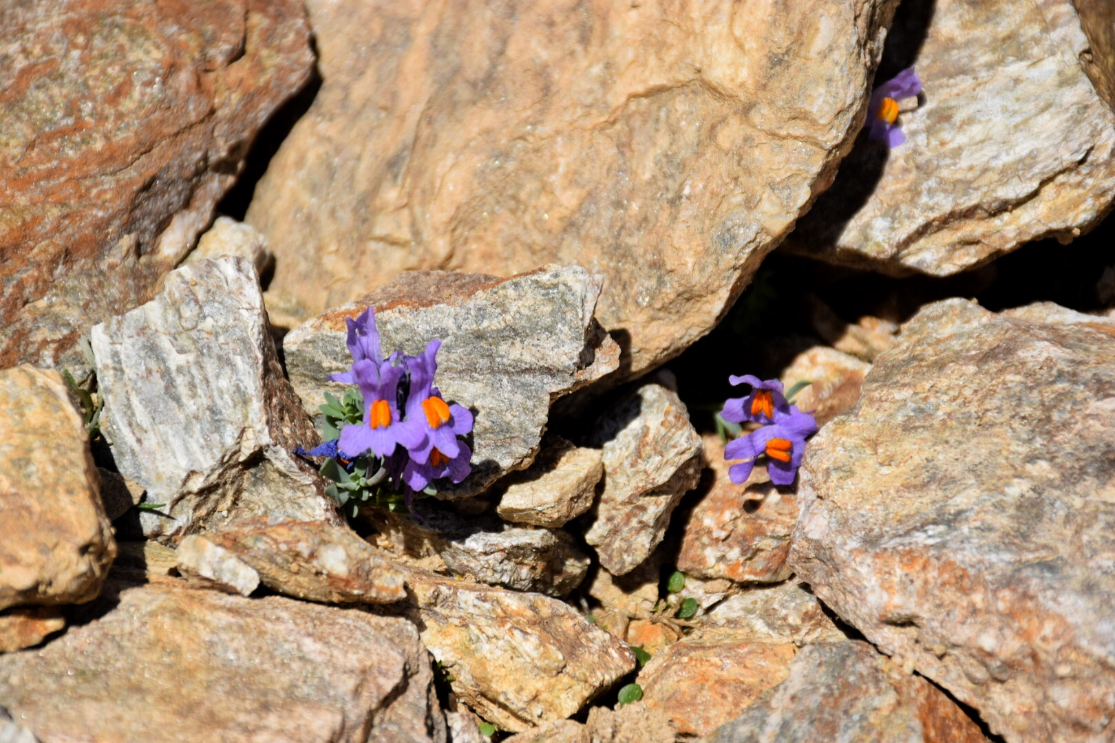 Linaria alpina, Valsavaranche (AO)