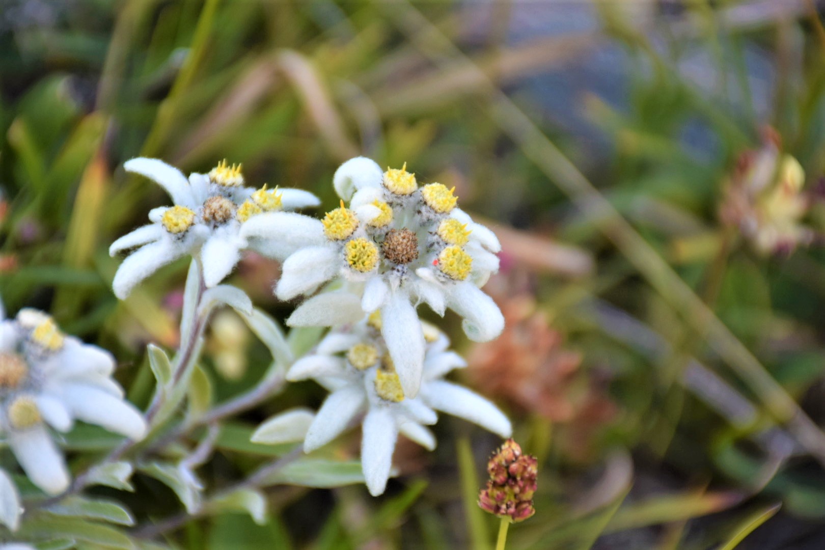 Leontopodium alpinum, can you spot the pollinator?