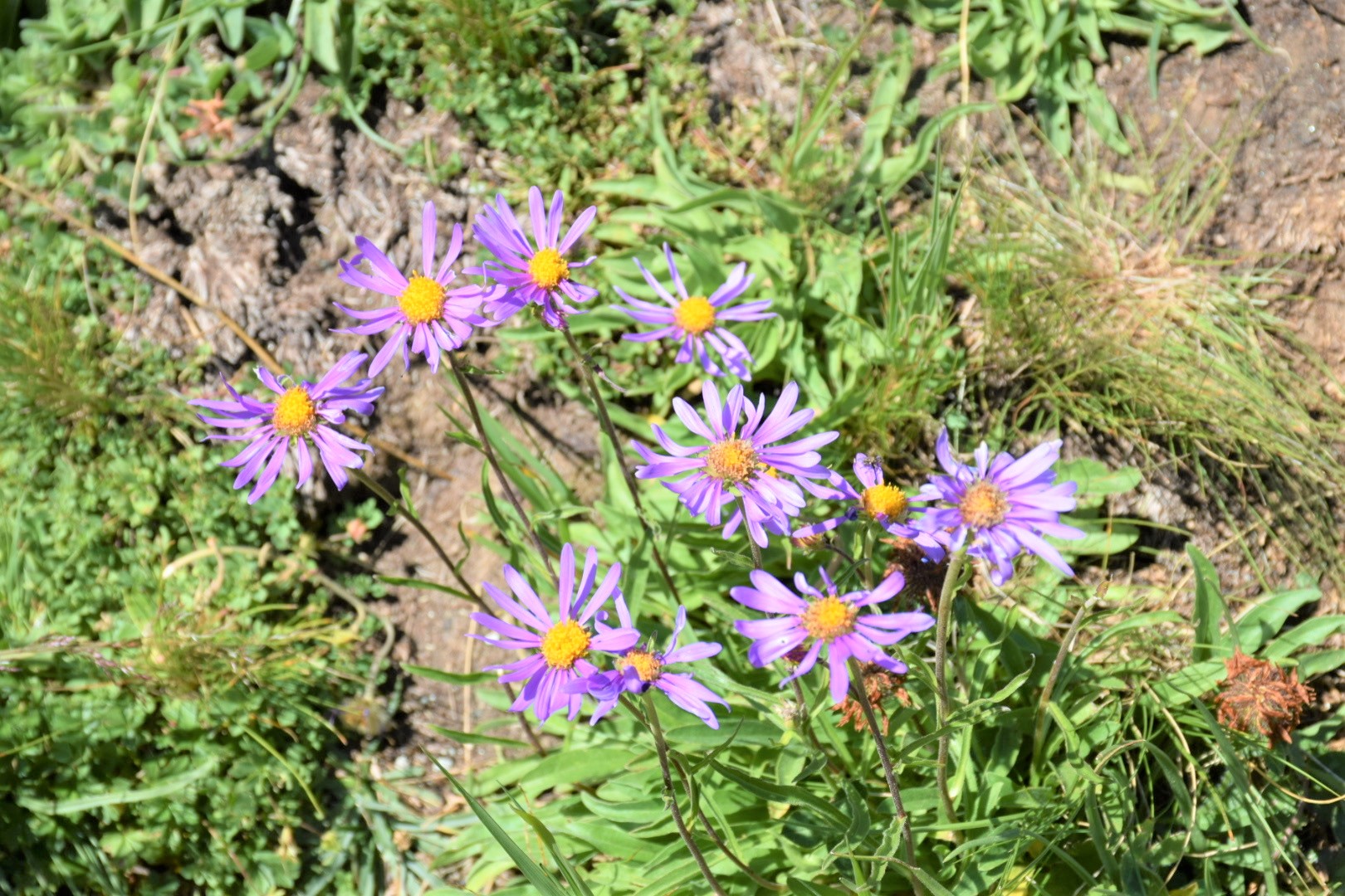 Aster alpinus