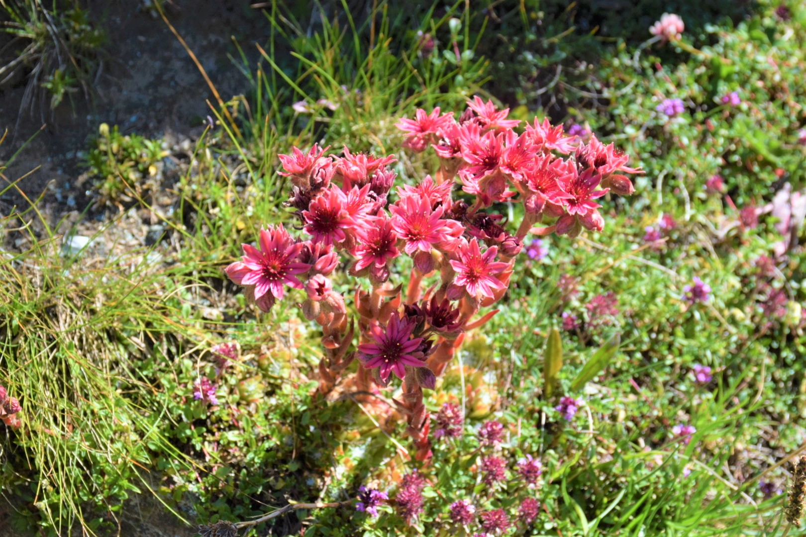 Sempervivum arachnoideum