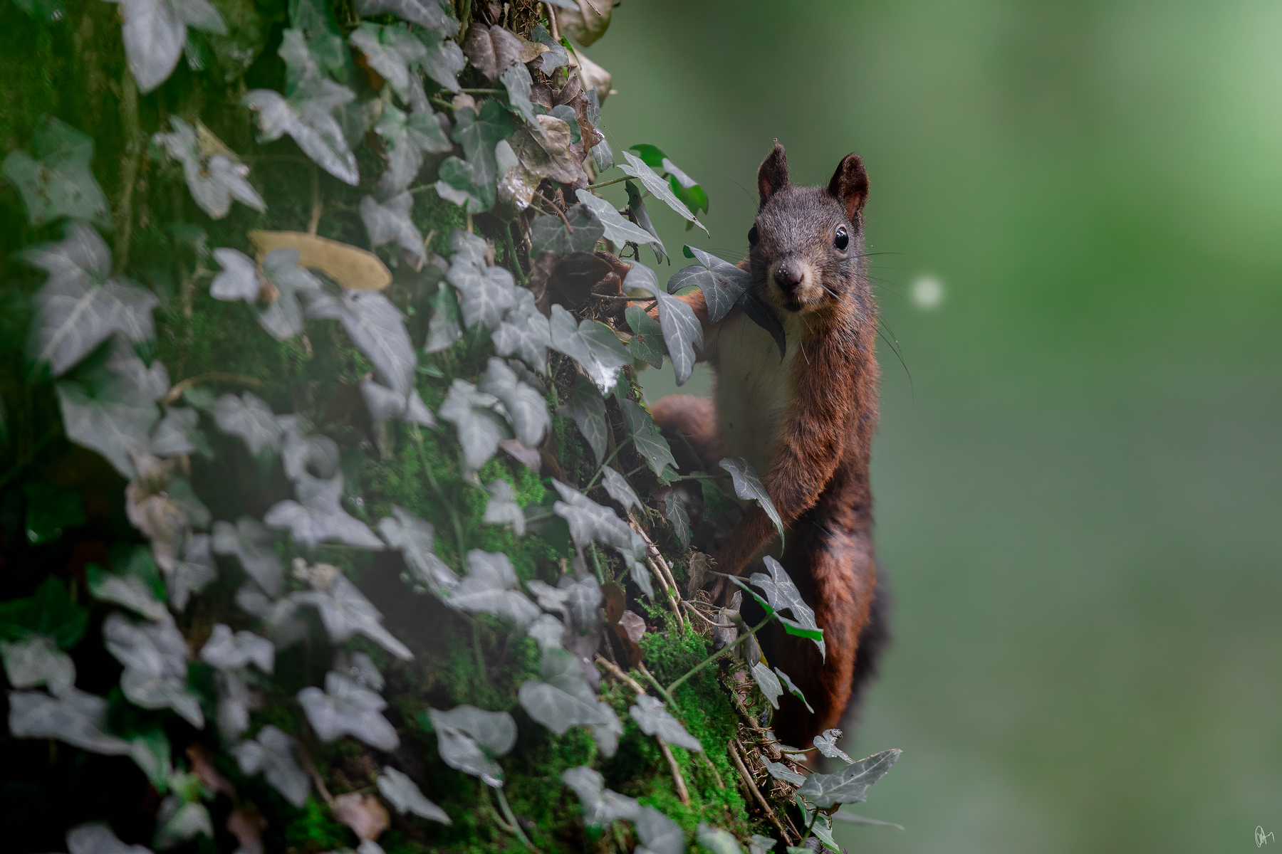 Sciurus vulgaris