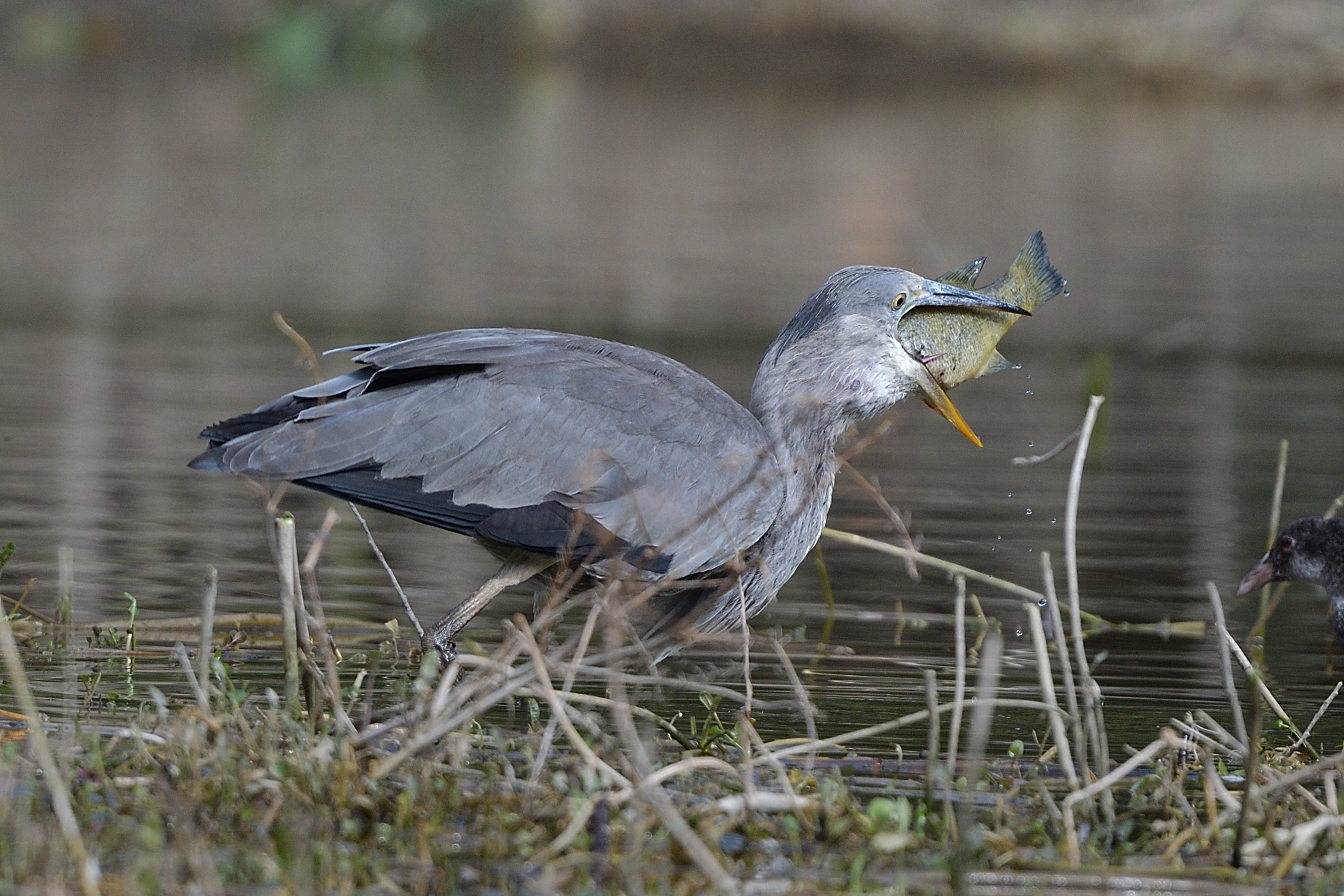 Grey heron with prey