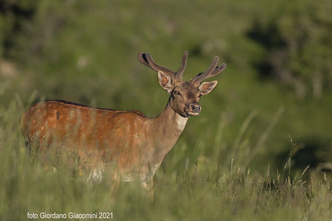 Alle prime luci dell'alba