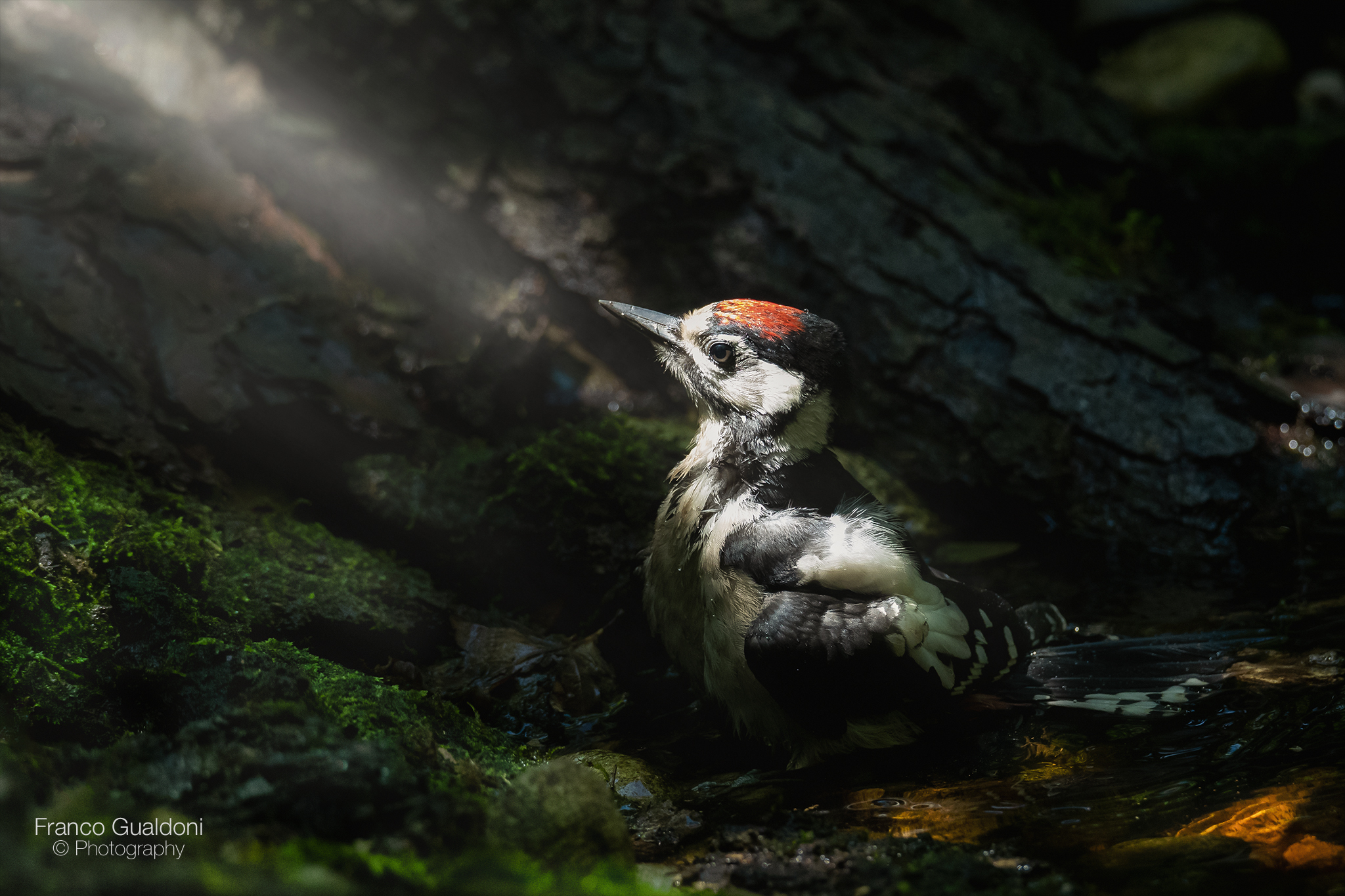 Picchio Rosso Maggiore