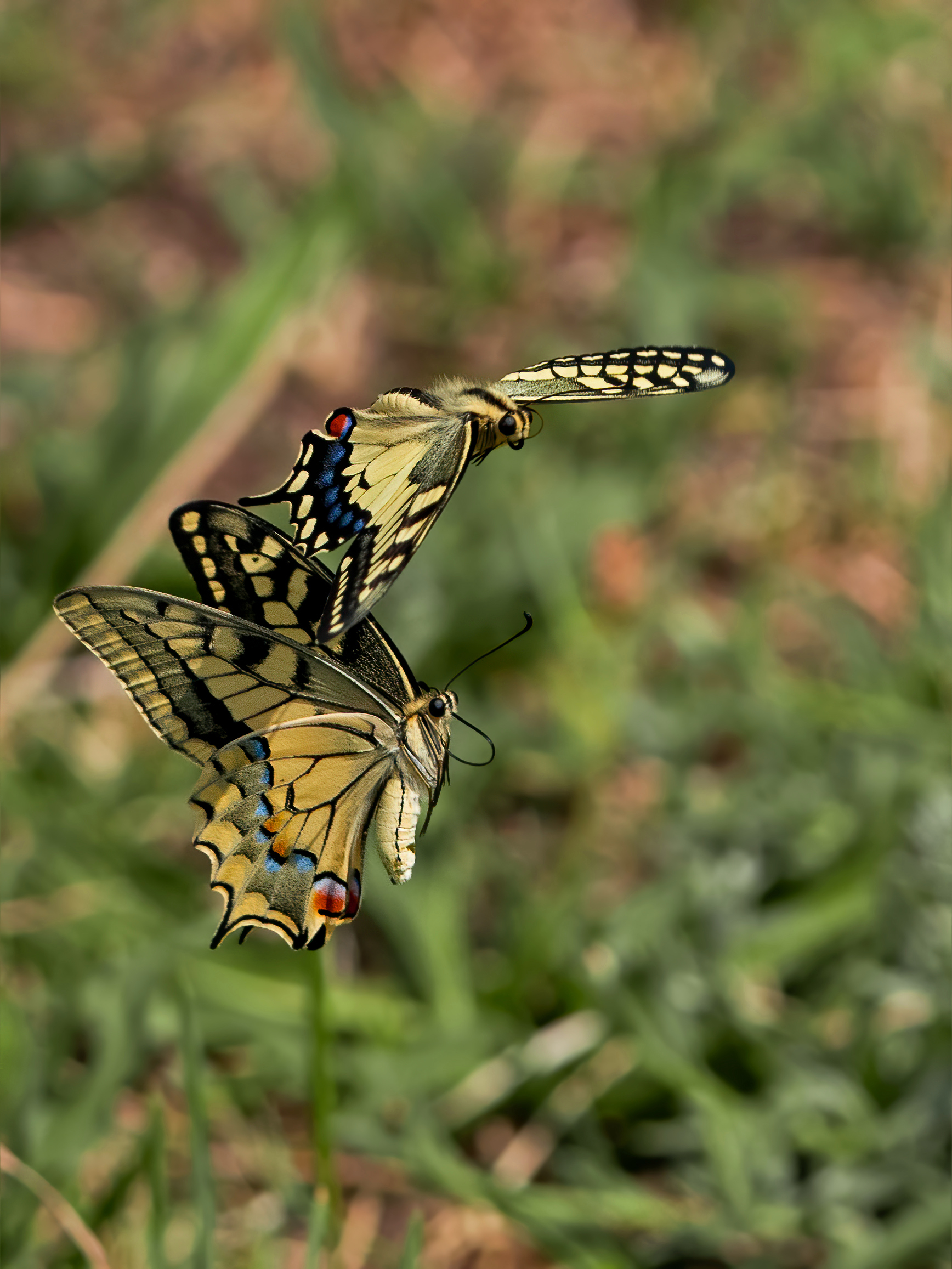 Macaoni chase each other 2