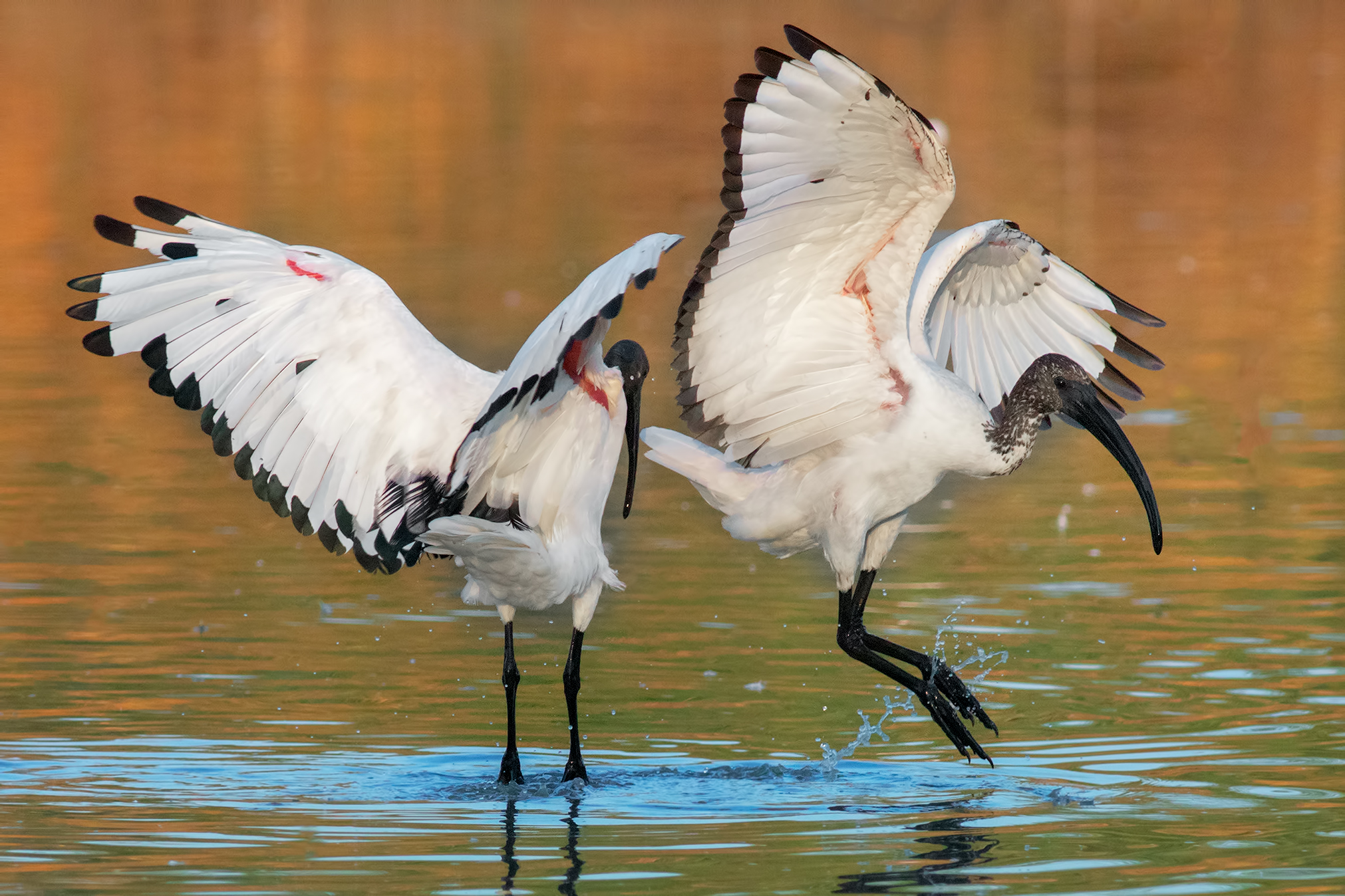 Sacred ibis