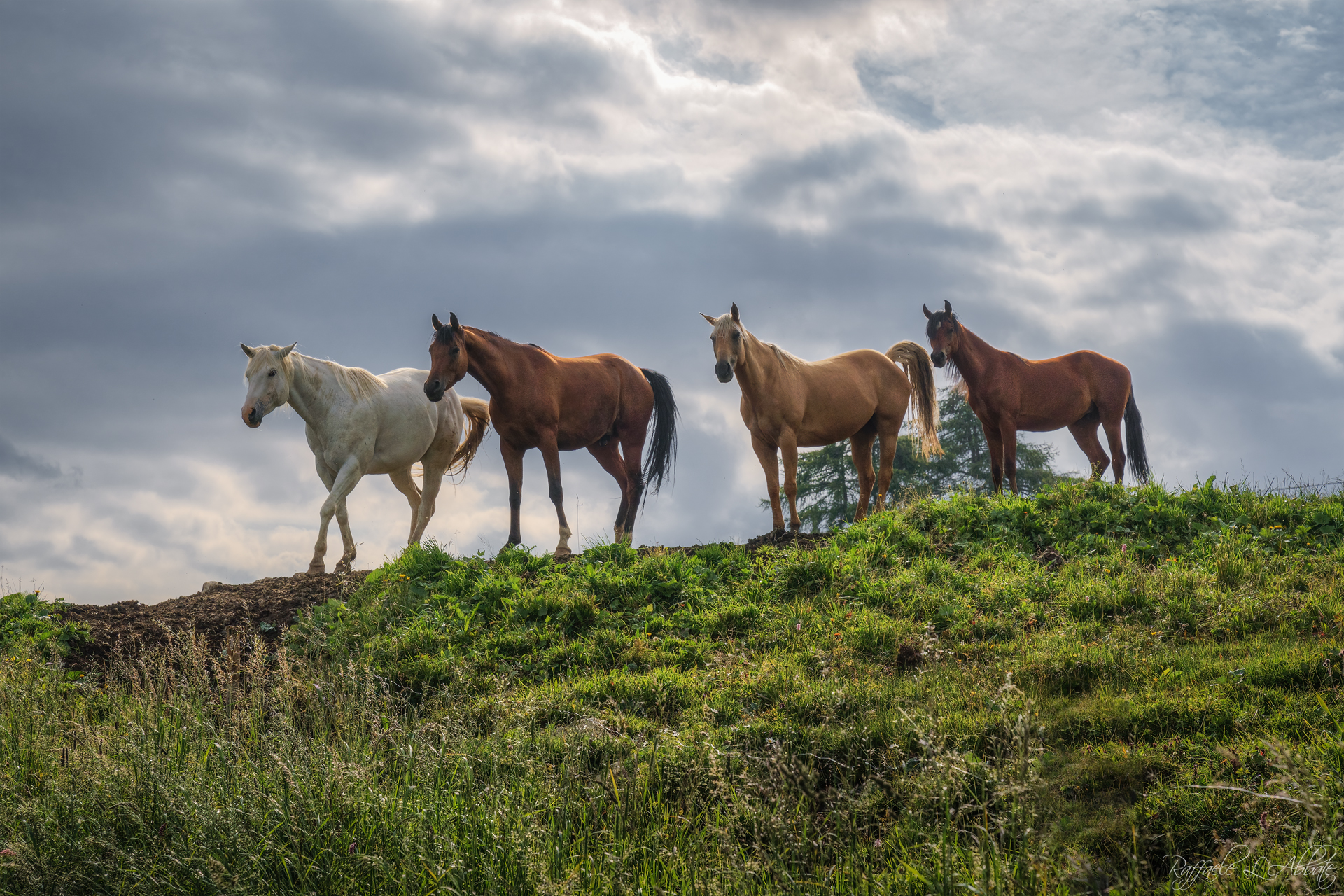 Il Buono, il Brutto il Cattivo e il Bello