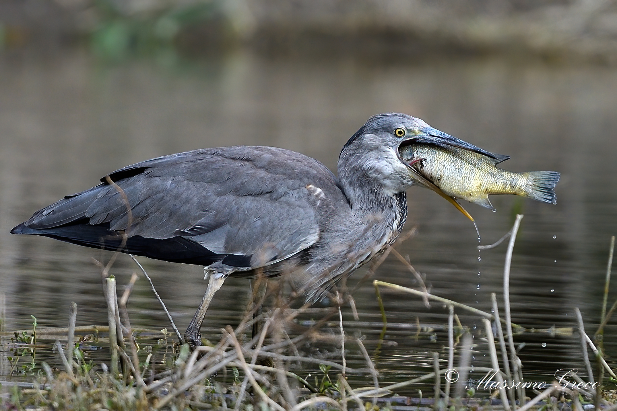 Grey heron
