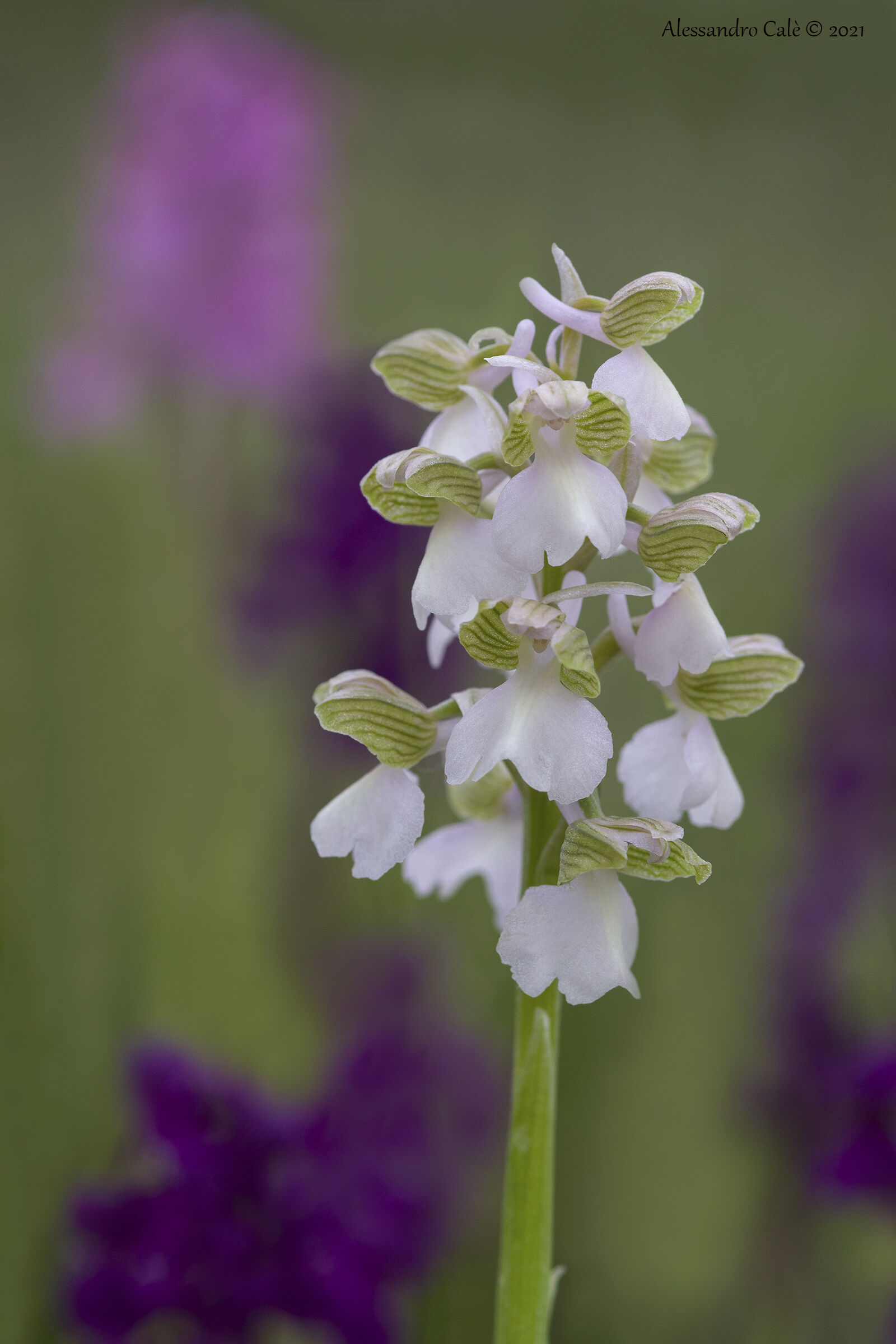 Orchis morio 0495