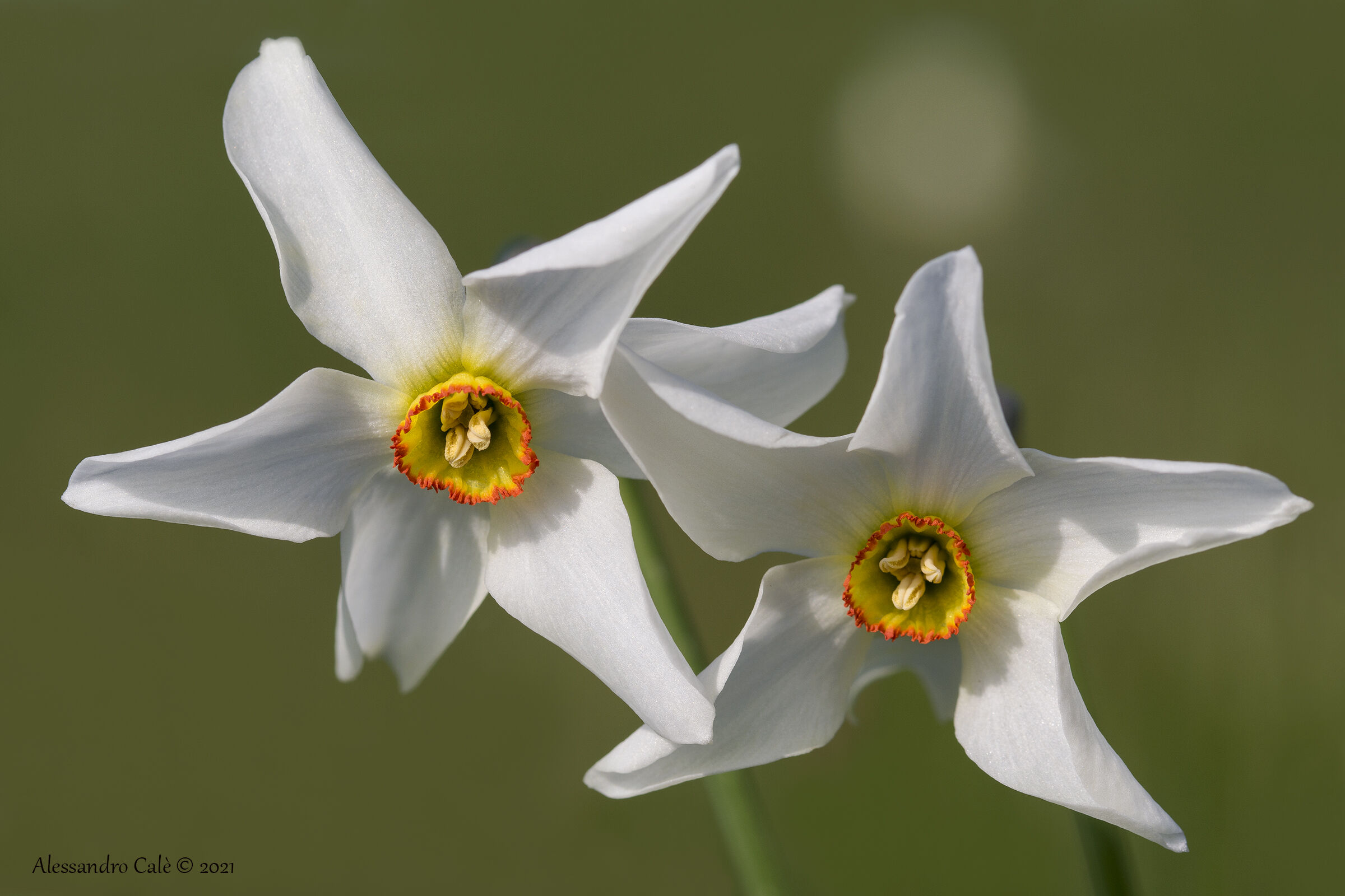 Narcissus poetcus (Wild Narcissus) 2198