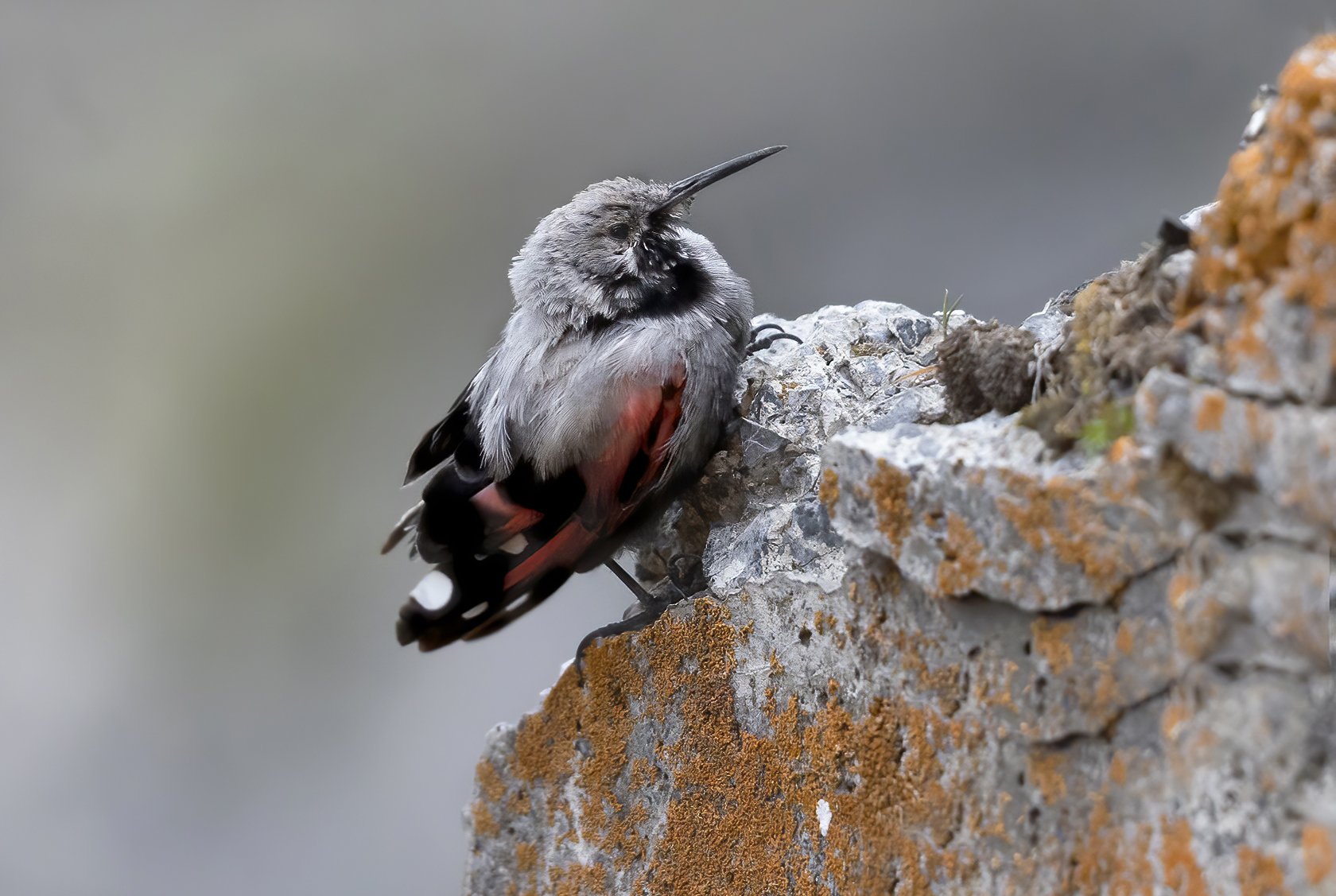 picchio muraiolo rocce rosse