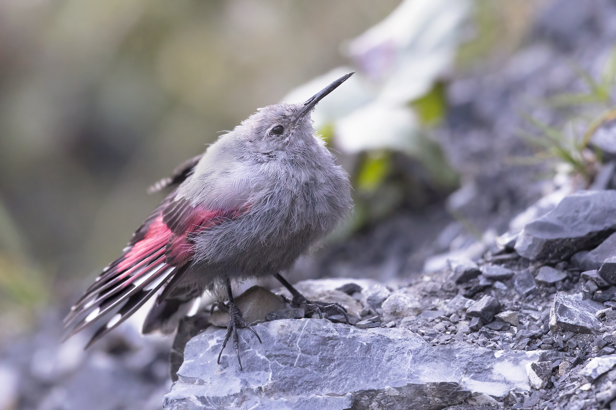 sguardo all'insù, picchio muraiolo