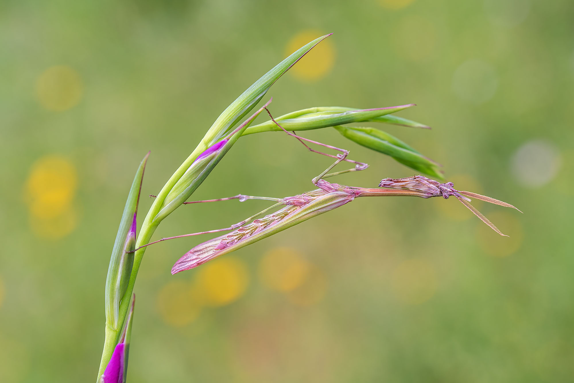 Empusa pennata (Male)