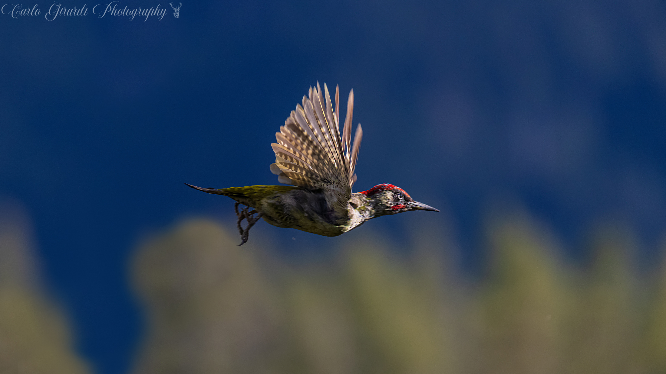 Male Green Woodpecker