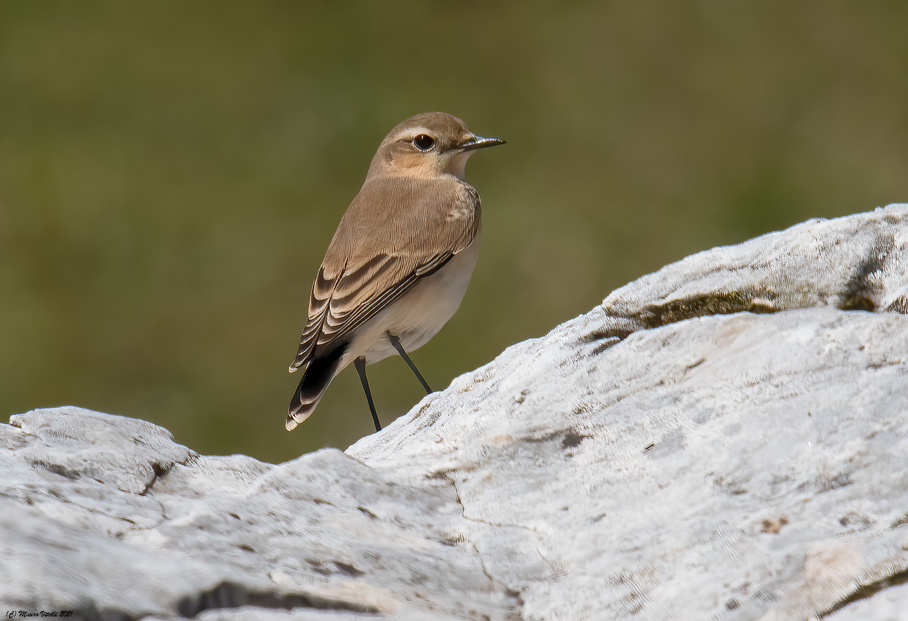 Culbianco (Oenanthe oenanthe)