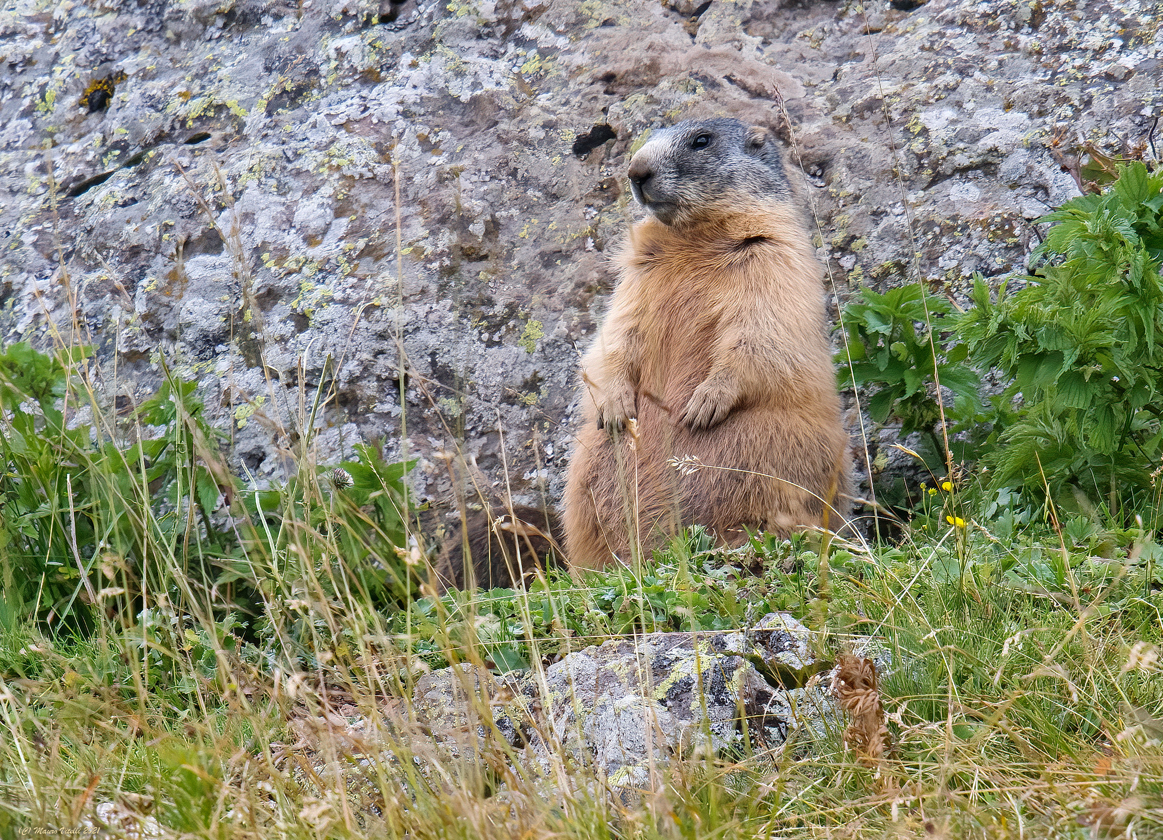 Marmotta a 2400 metri
