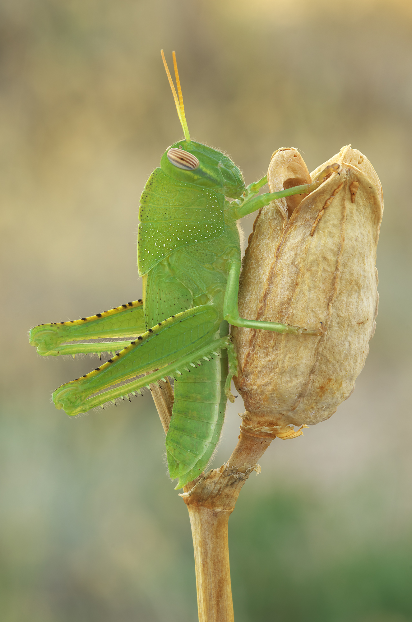 Anacridium aegyptium
