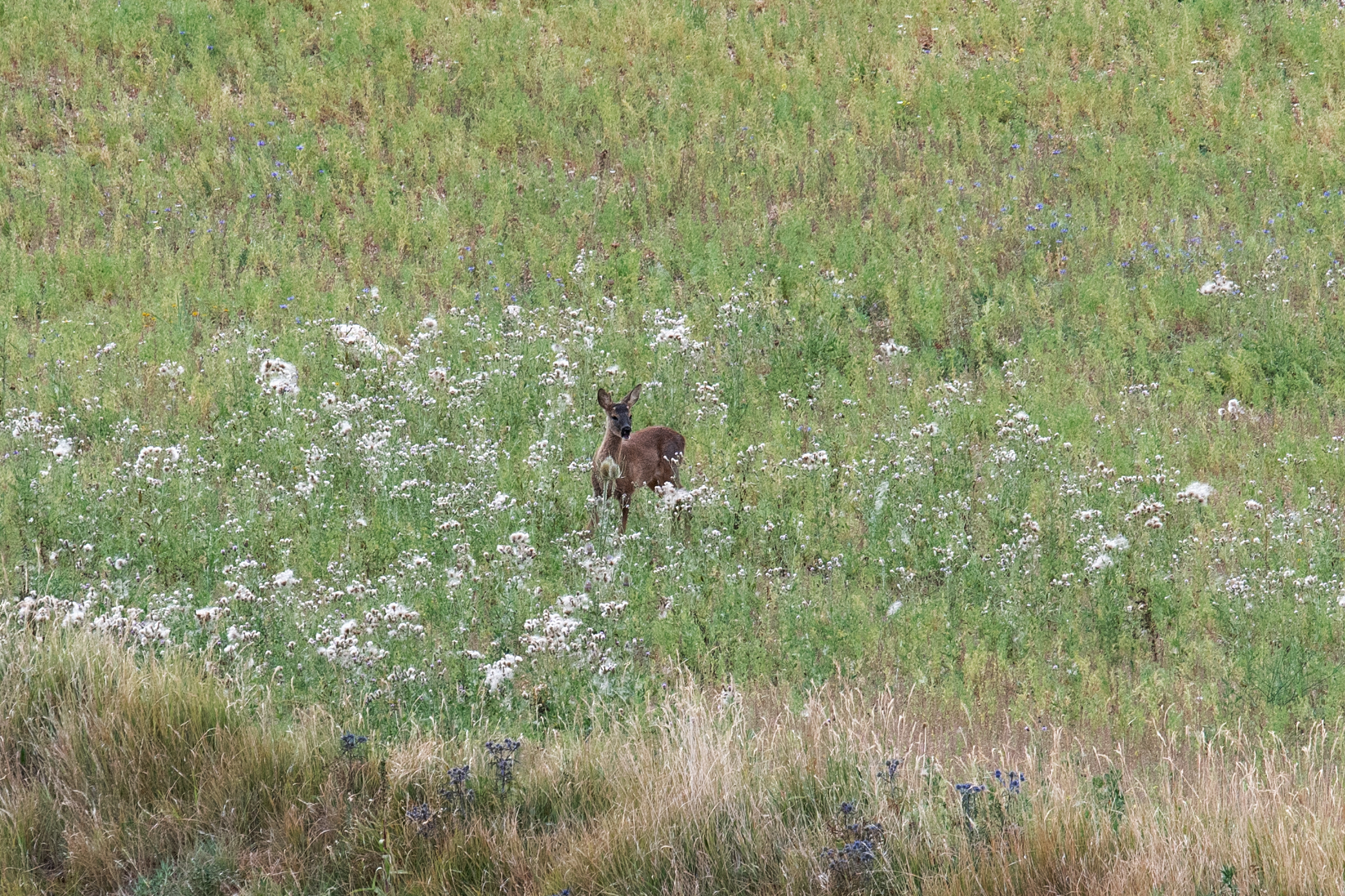 Incontro inaspettato...