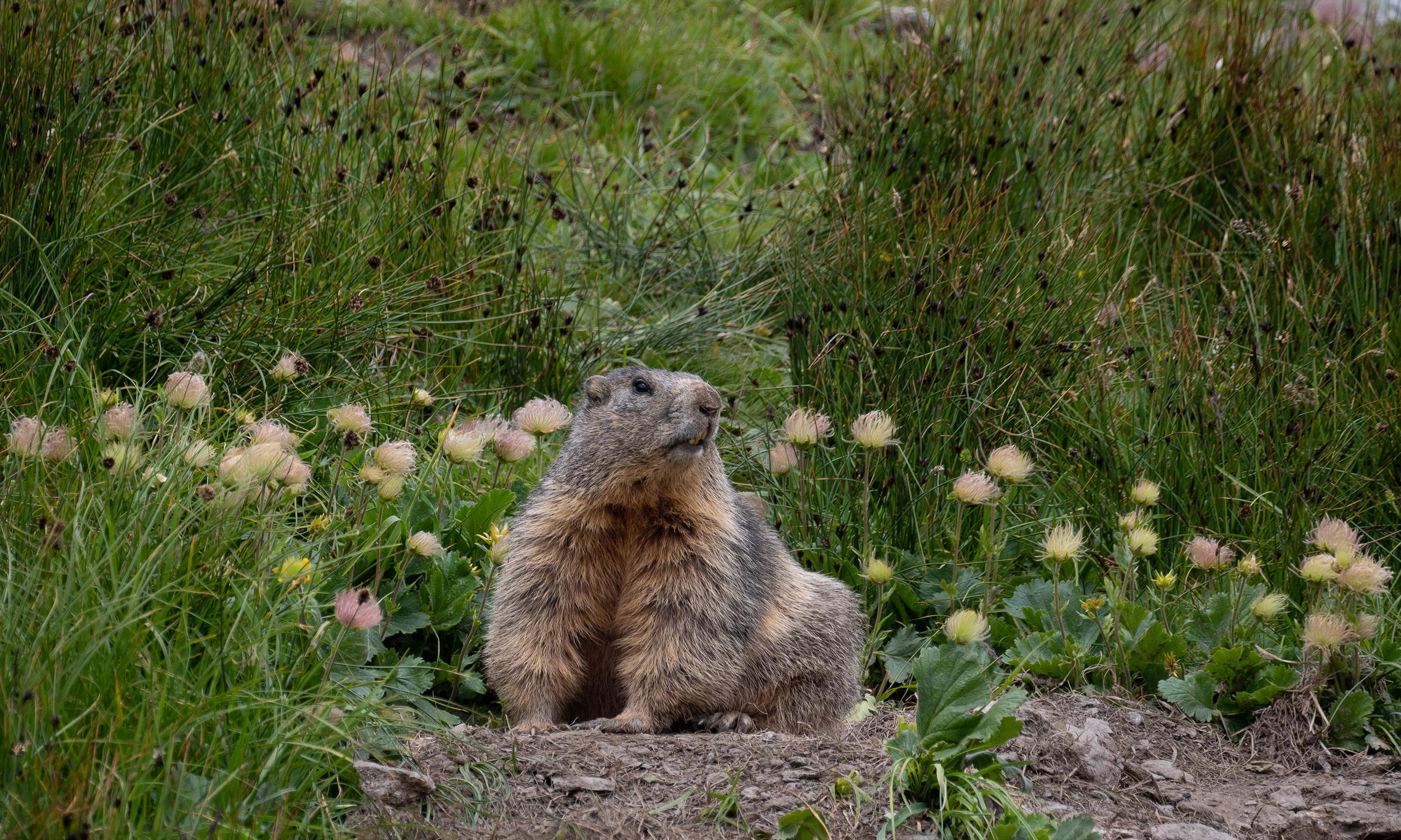 Attento, non calpestare i miei fiori !.