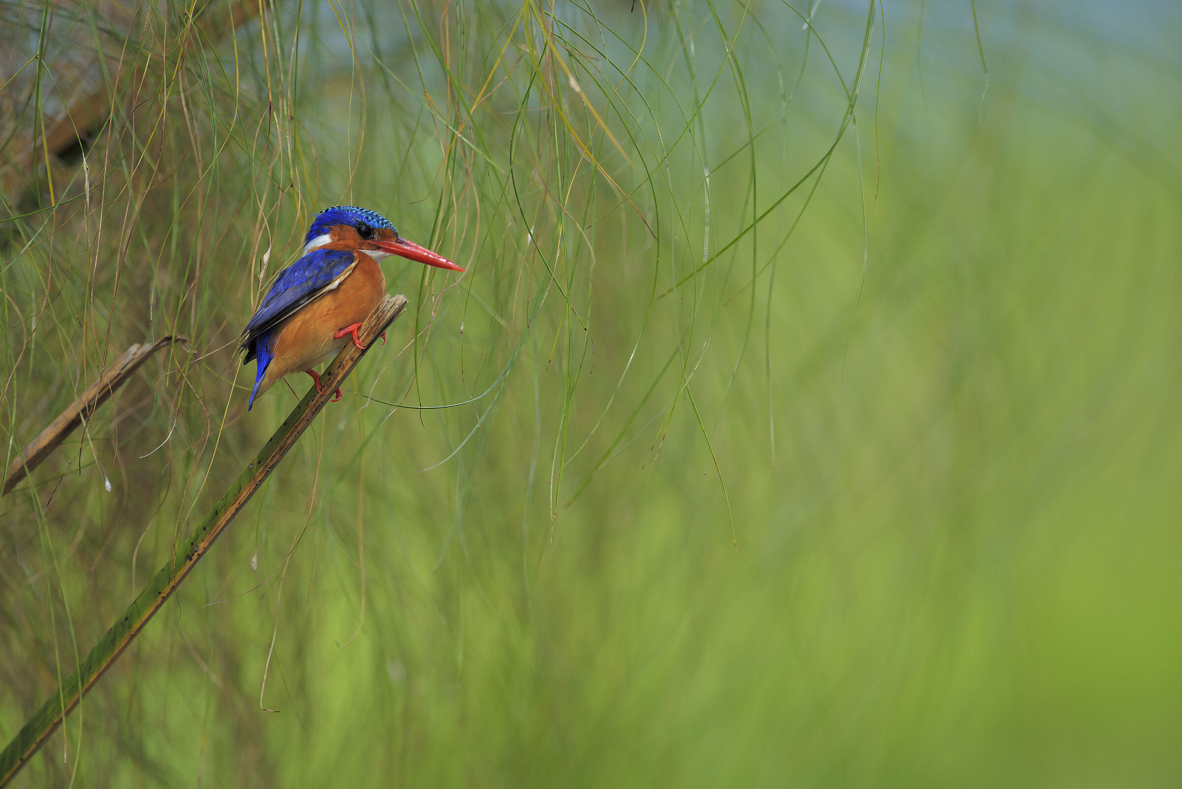 The Rainbow among the Papyrus