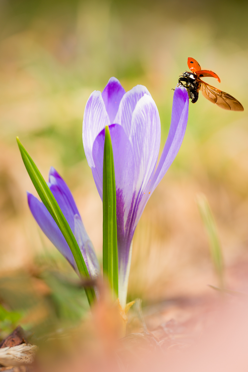 Prima uscita Macro 2013