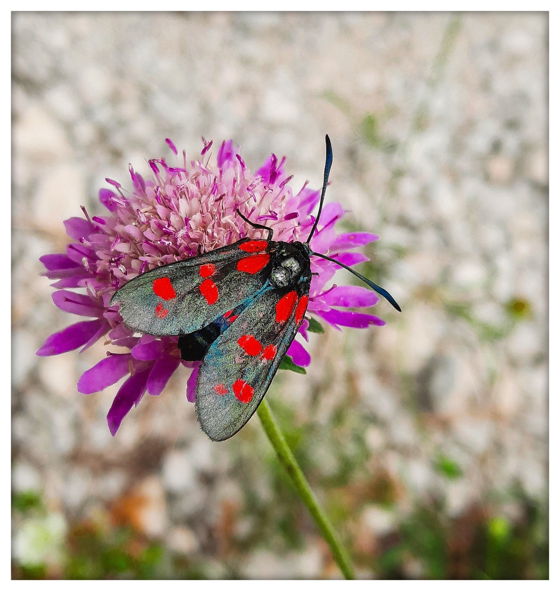 Zygaena filipendulae 1