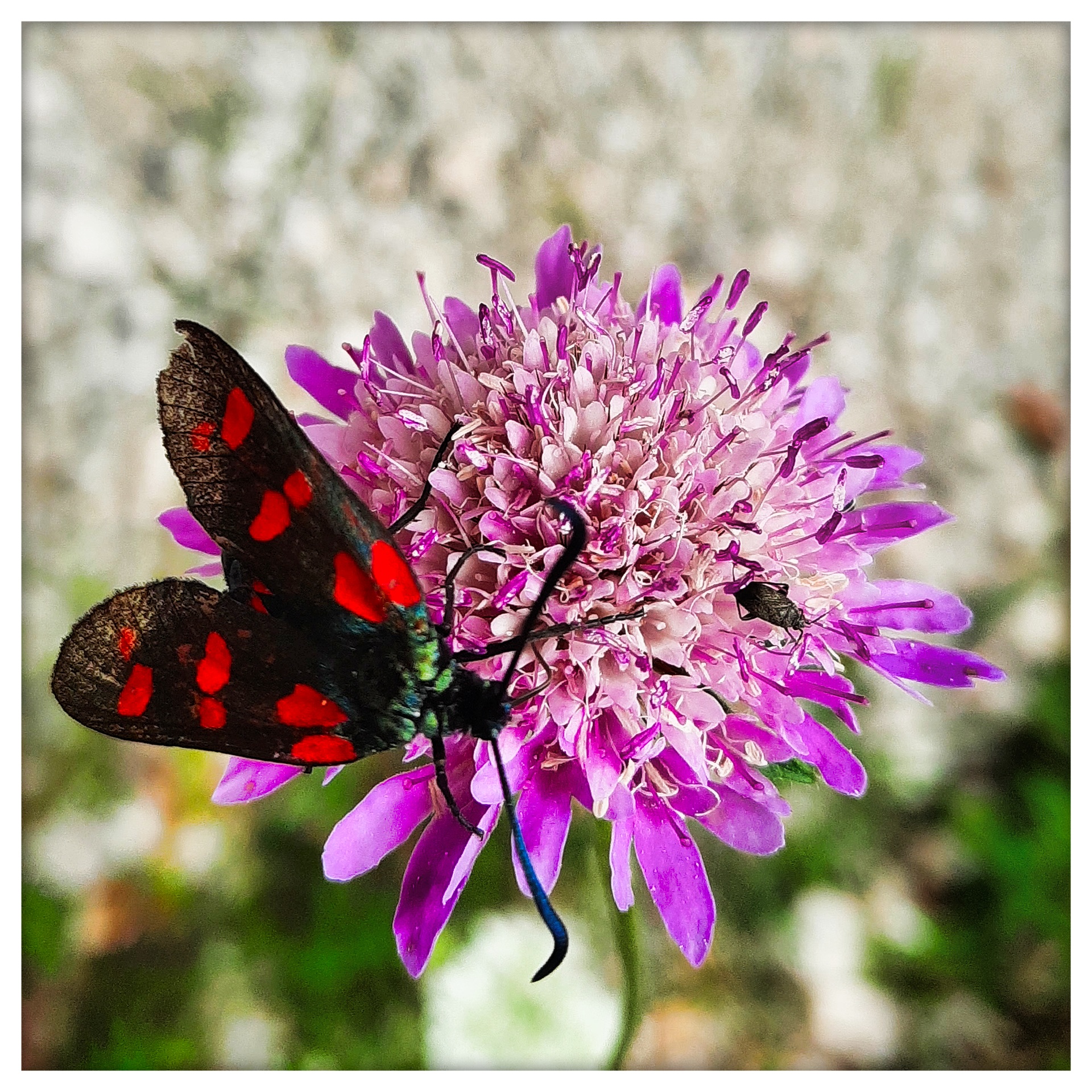 Zygaena filipendulae 6
