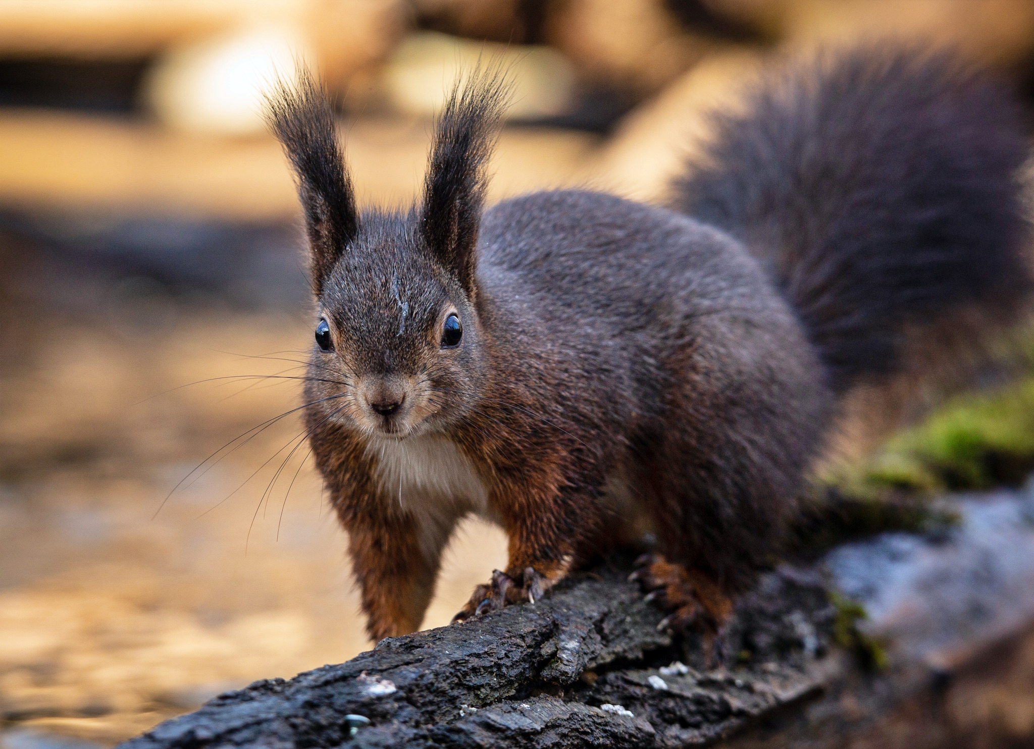 Scoiattolo, Oasi San Daniele